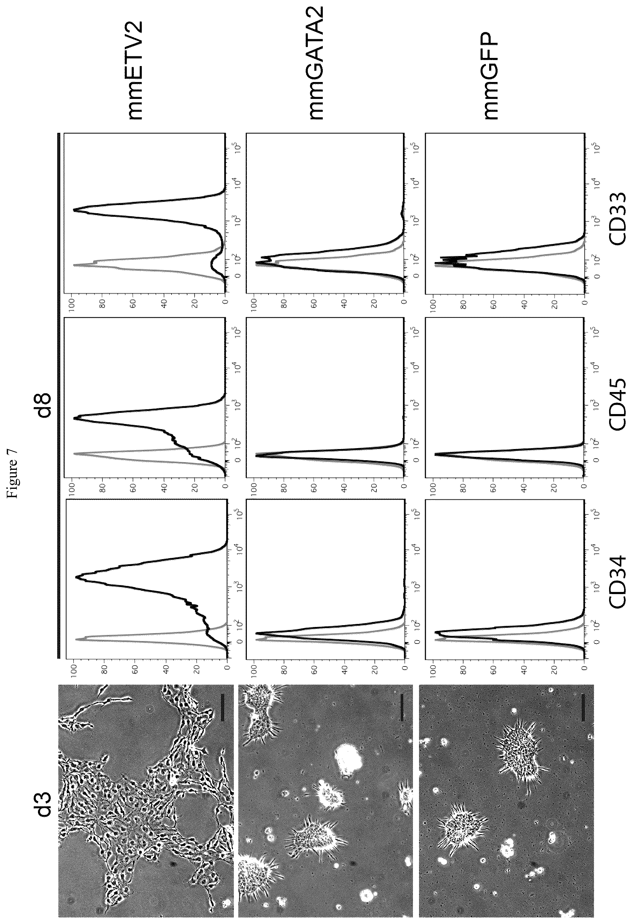 Patent US12410401 Figure 9 – Generation of functional neutrophils and macrophages from induced pluripotent stem cells in chemically defined conditions using transient expression of ETV2
