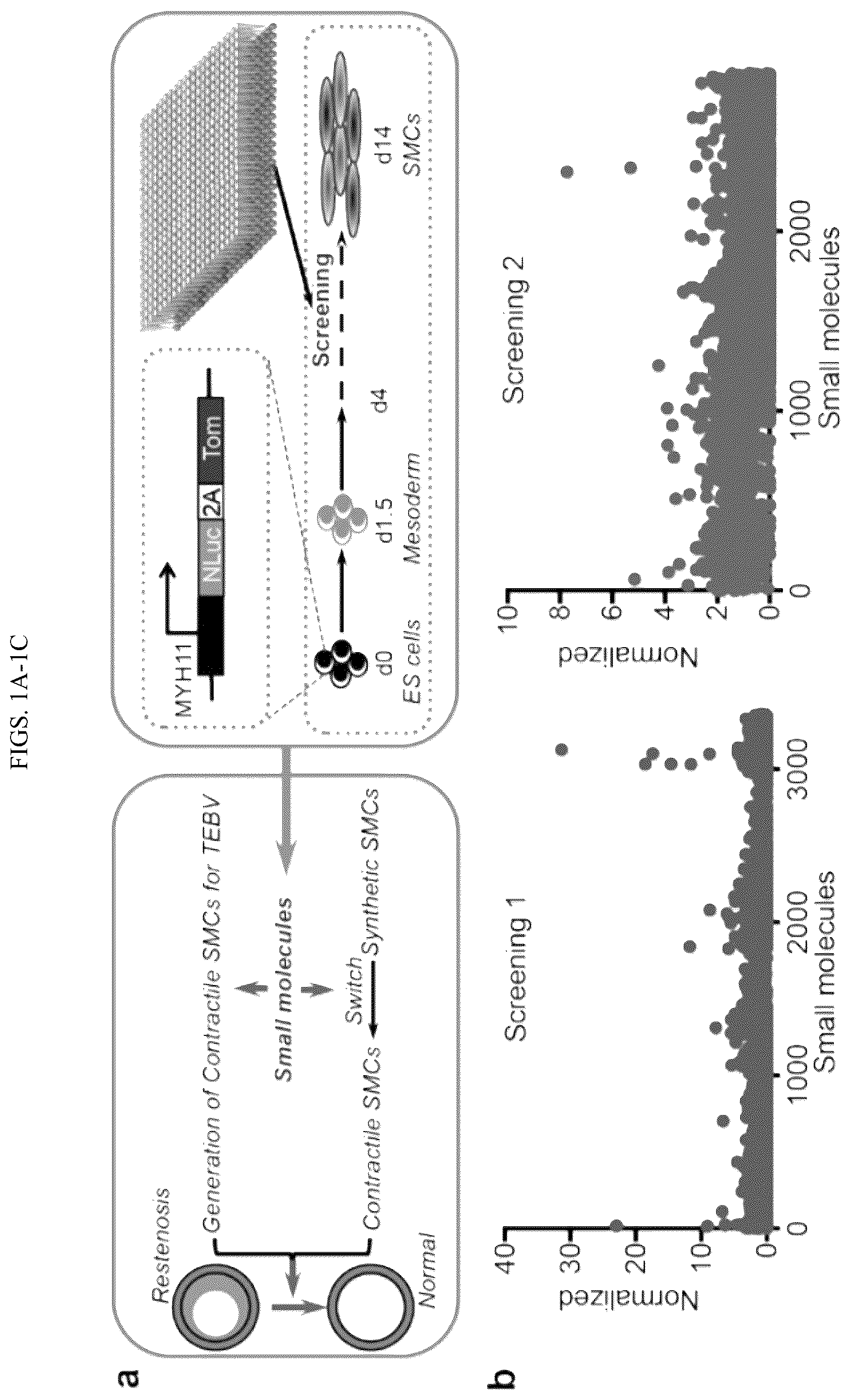 Patent US12410404 Figure 1 – Human pluripotent stem cell-based screening for smooth muscle cell differentiation and disease