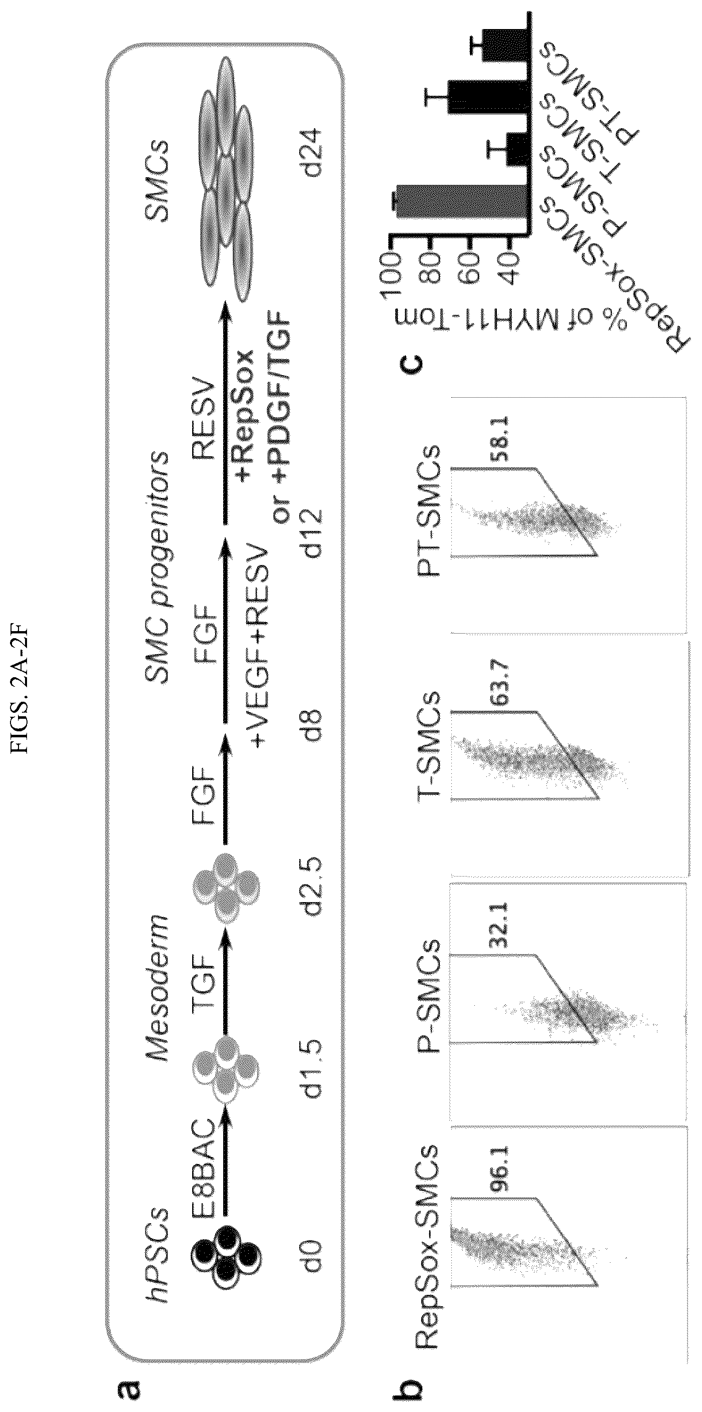 Patent US12410404 Figure 3 – Human pluripotent stem cell-based screening for smooth muscle cell differentiation and disease