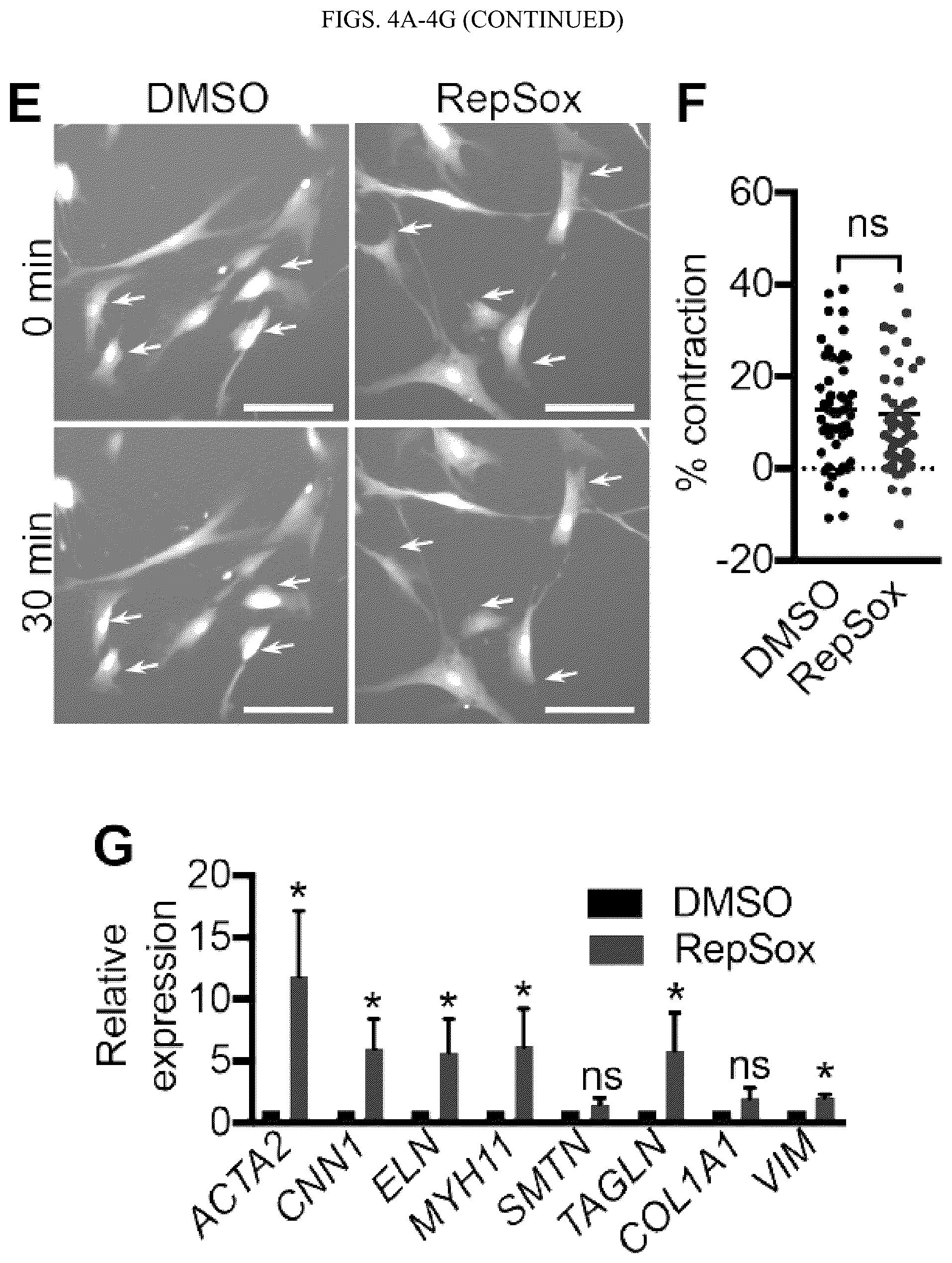 Patent US12410404 Figure 9 – Human pluripotent stem cell-based screening for smooth muscle cell differentiation and disease