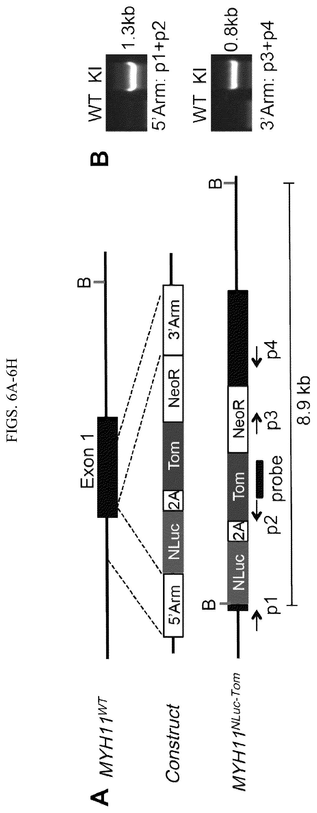 Patent US12410404 Figure 12 – Human pluripotent stem cell-based screening for smooth muscle cell differentiation and disease