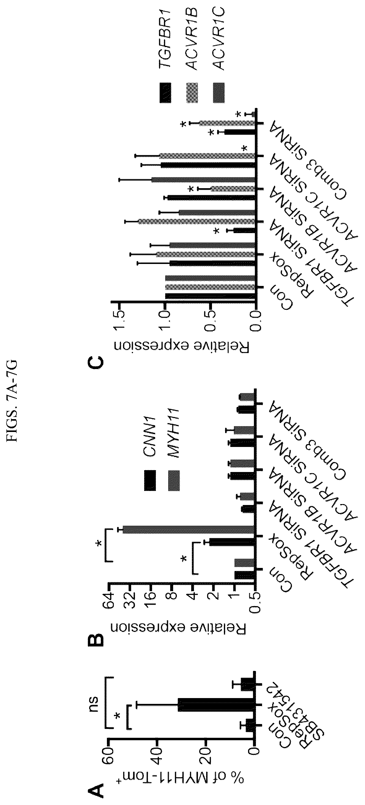 Patent US12410404 Figure 14 – Human pluripotent stem cell-based screening for smooth muscle cell differentiation and disease