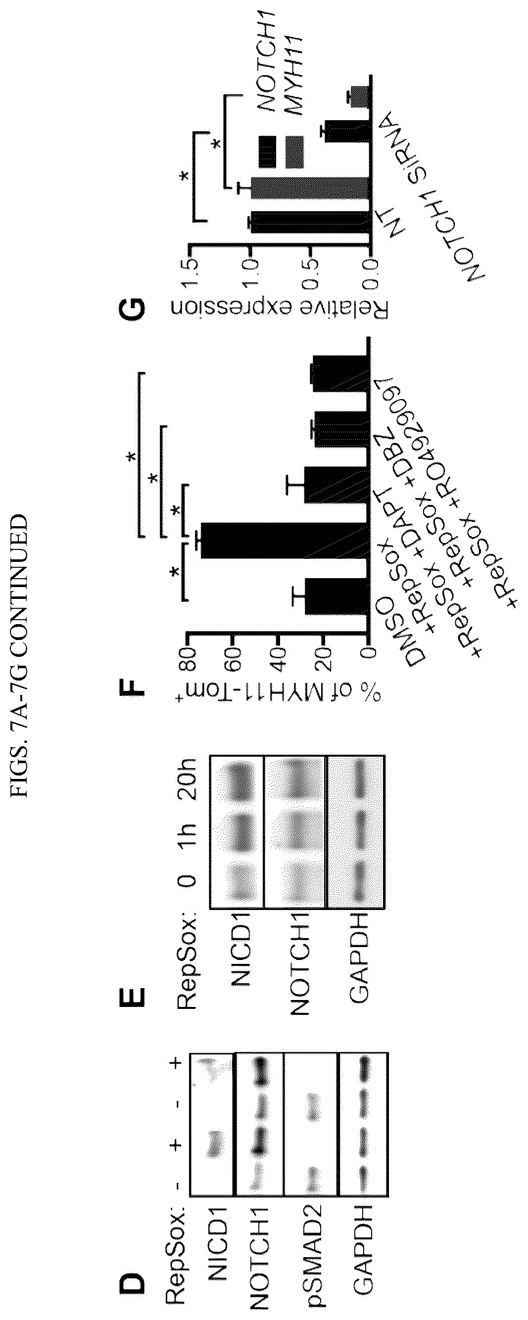 Patent US12410404 Figure 15 – Human pluripotent stem cell-based screening for smooth muscle cell differentiation and disease