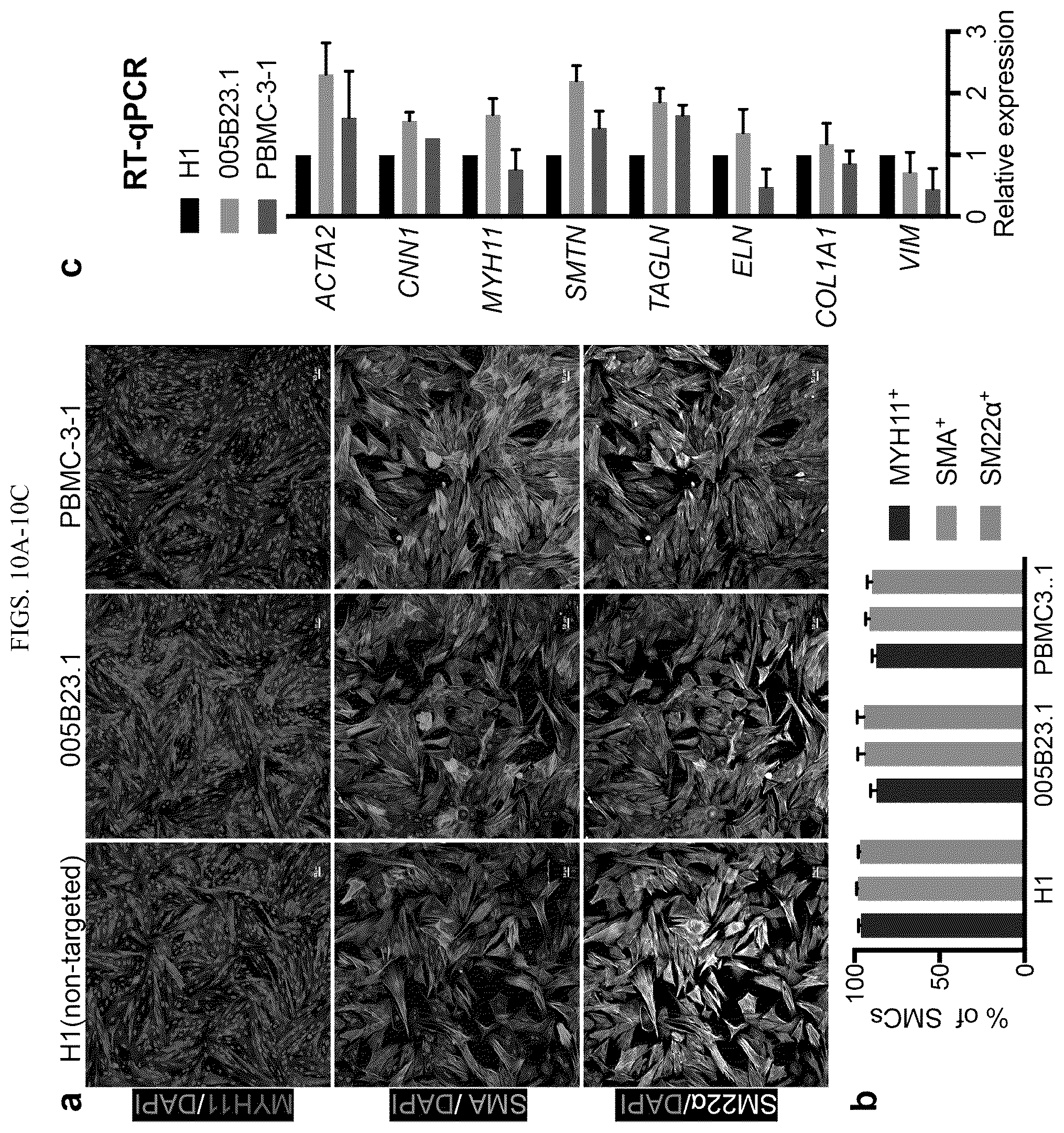 Patent US12410404 Figure 18 – Human pluripotent stem cell-based screening for smooth muscle cell differentiation and disease