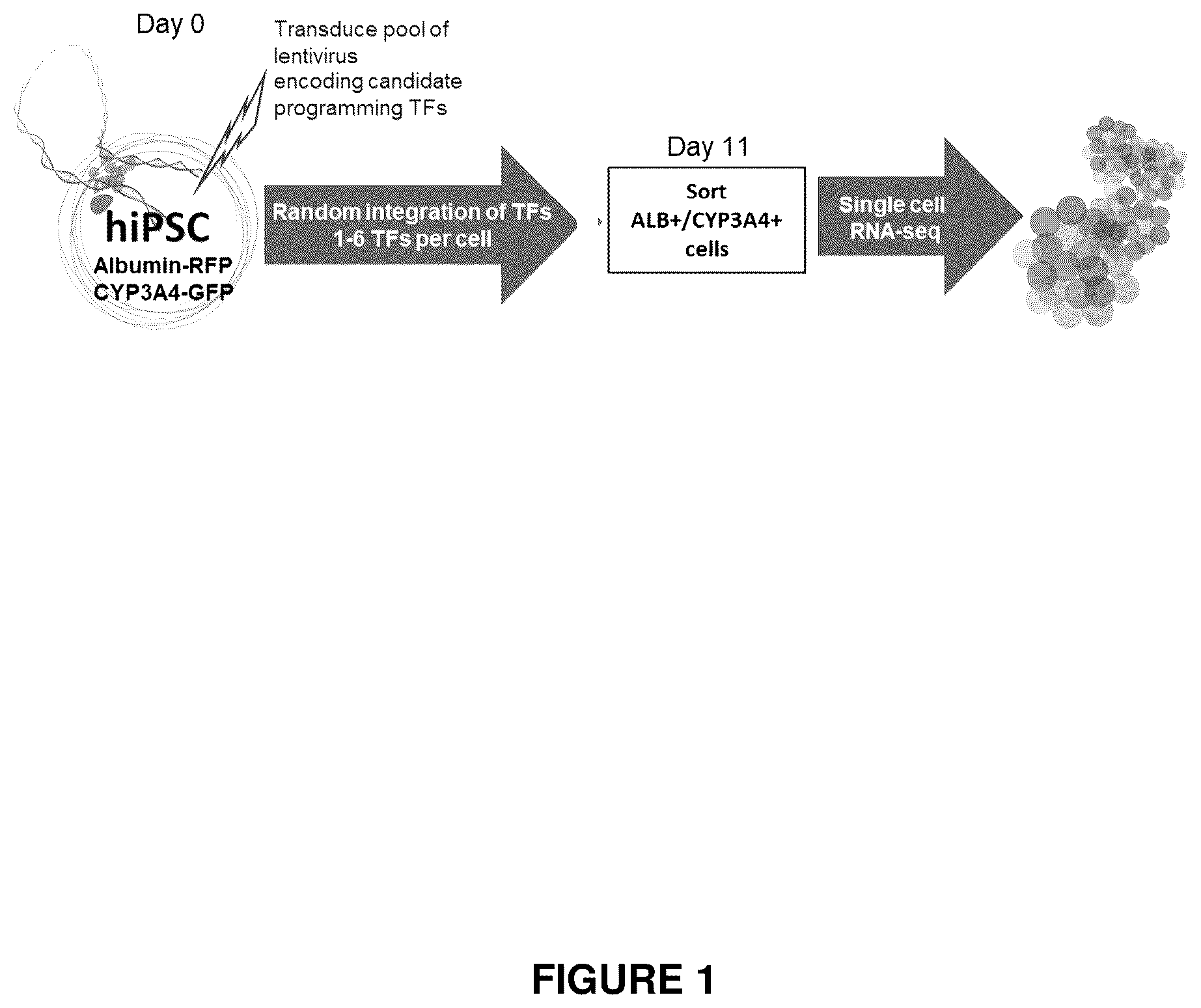 Patent US12410406 — Method of generating hepatic cells — Figure 1