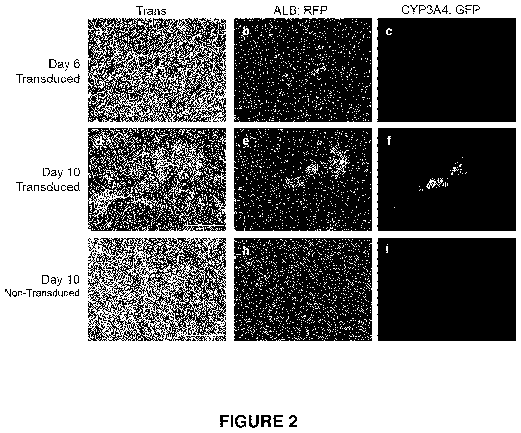 Patent US12410406 Figure 2 – Method of generating hepatic cells
