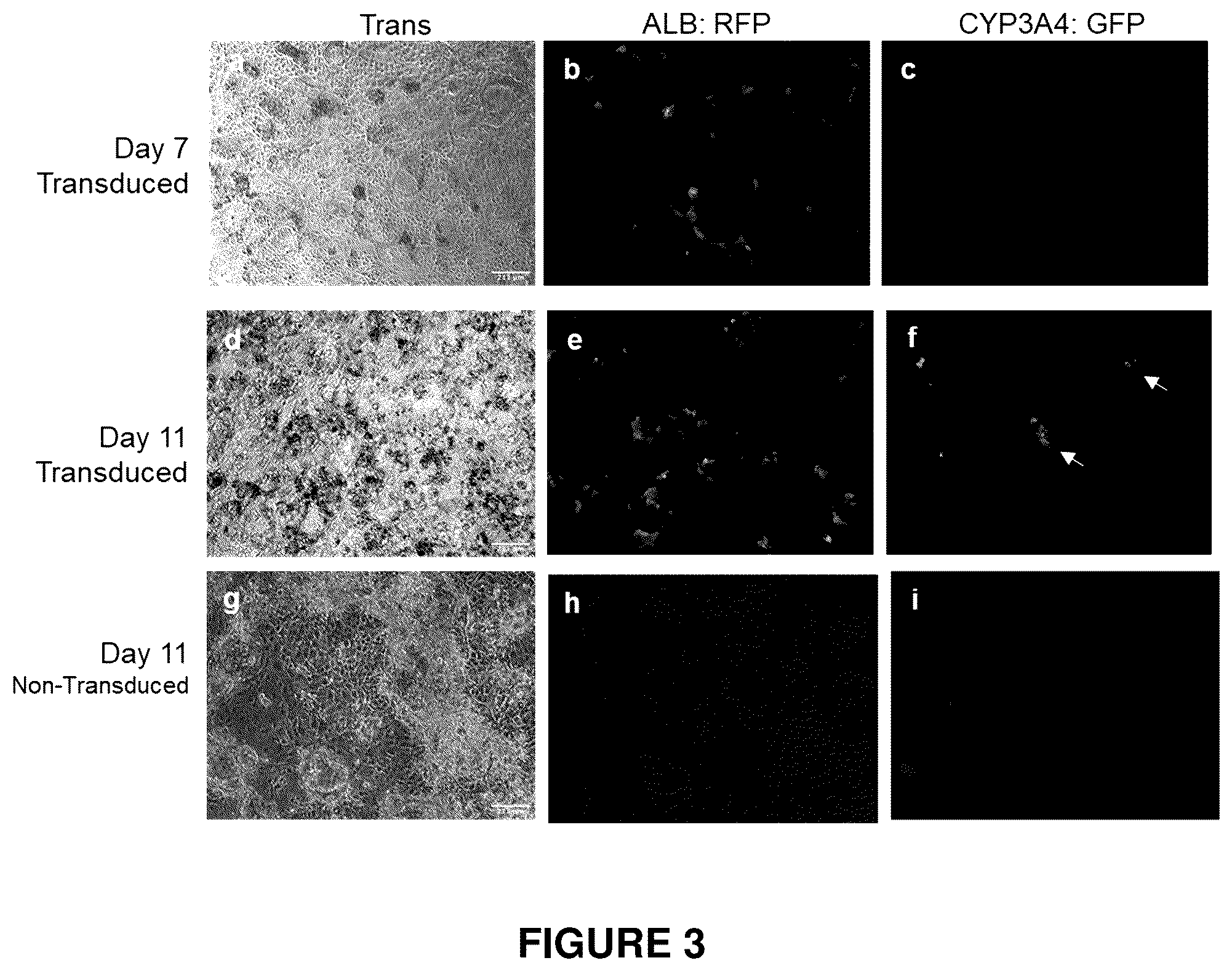 Patent US12410406 Figure 3 – Method of generating hepatic cells