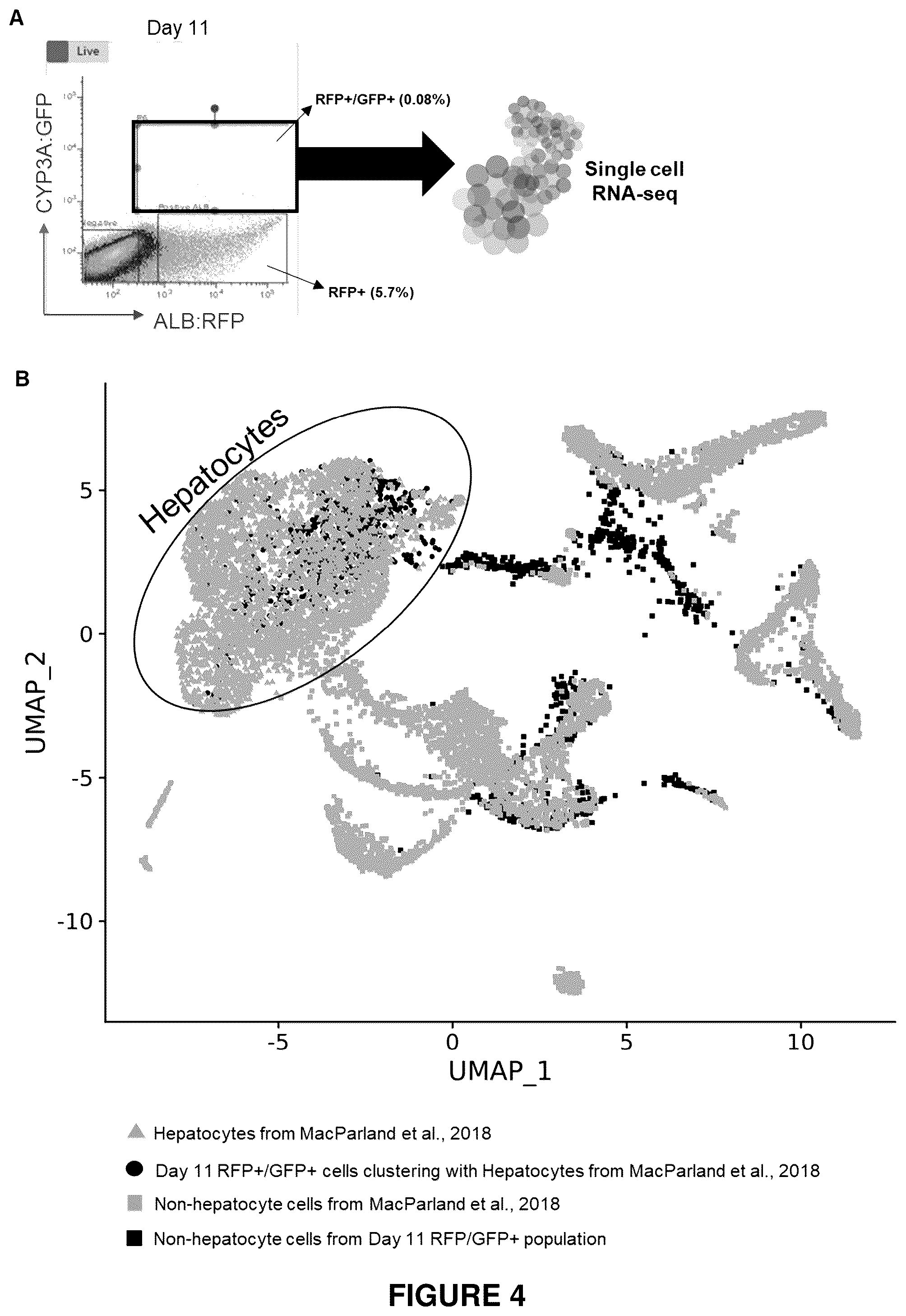 Patent US12410406 Figure 4 – Method of generating hepatic cells