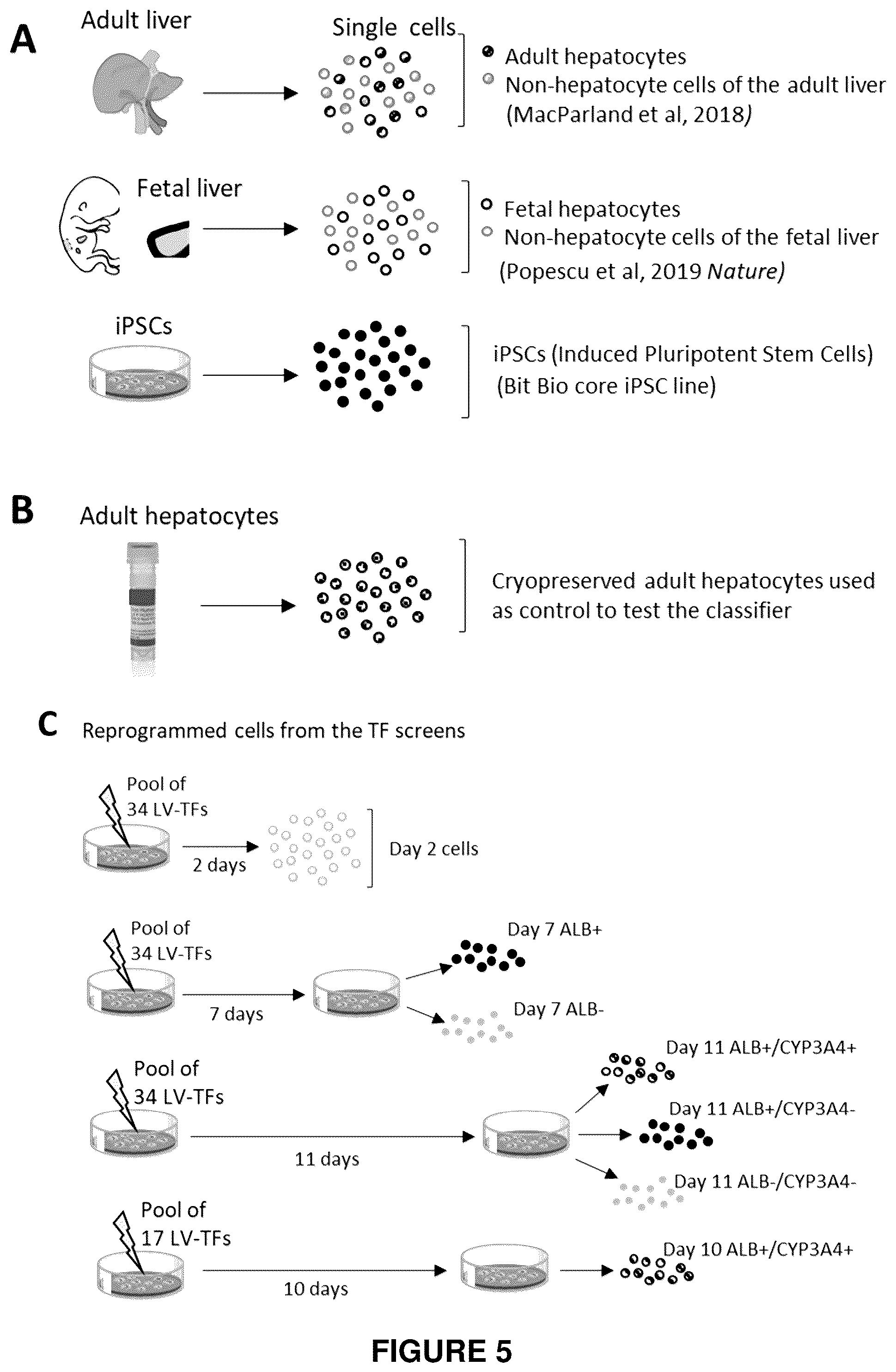 Patent US12410406 Figure 5 – Method of generating hepatic cells