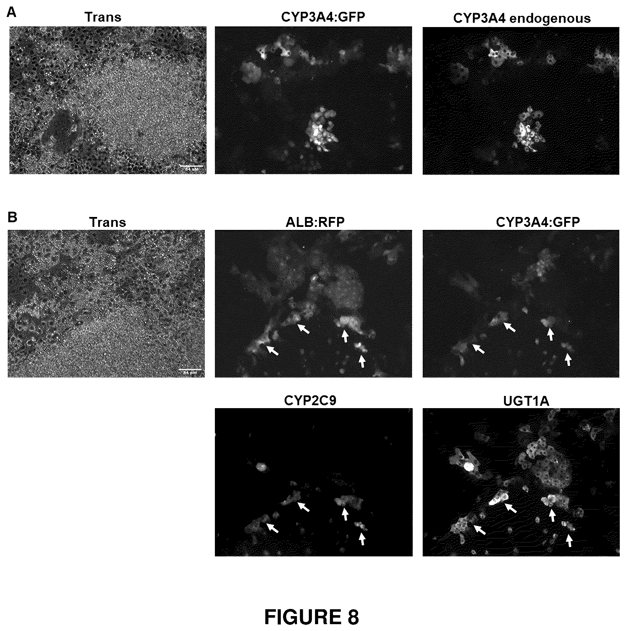 Patent US12410406 Figure 10 – Method of generating hepatic cells