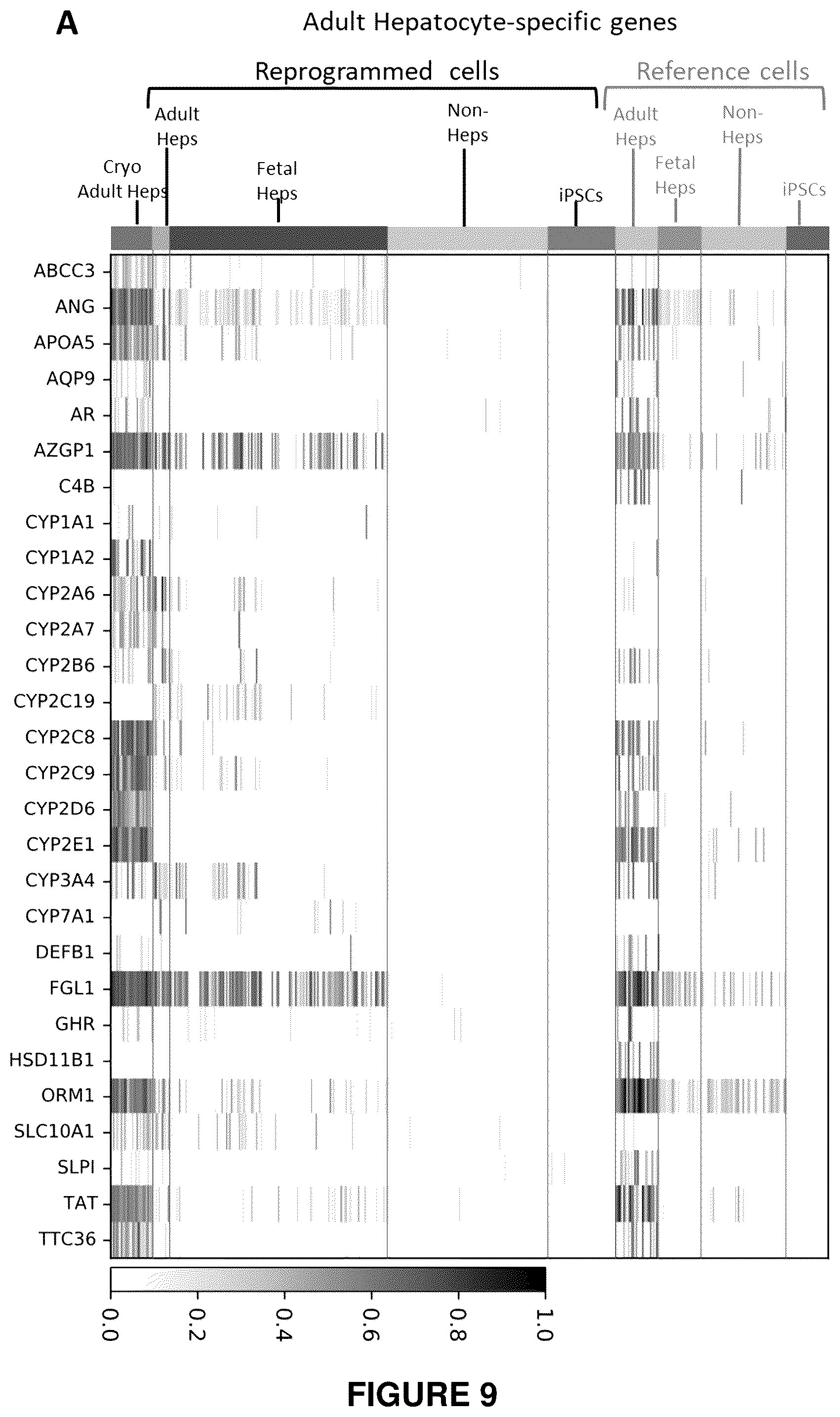 Patent US12410406 Figure 11 – Method of generating hepatic cells