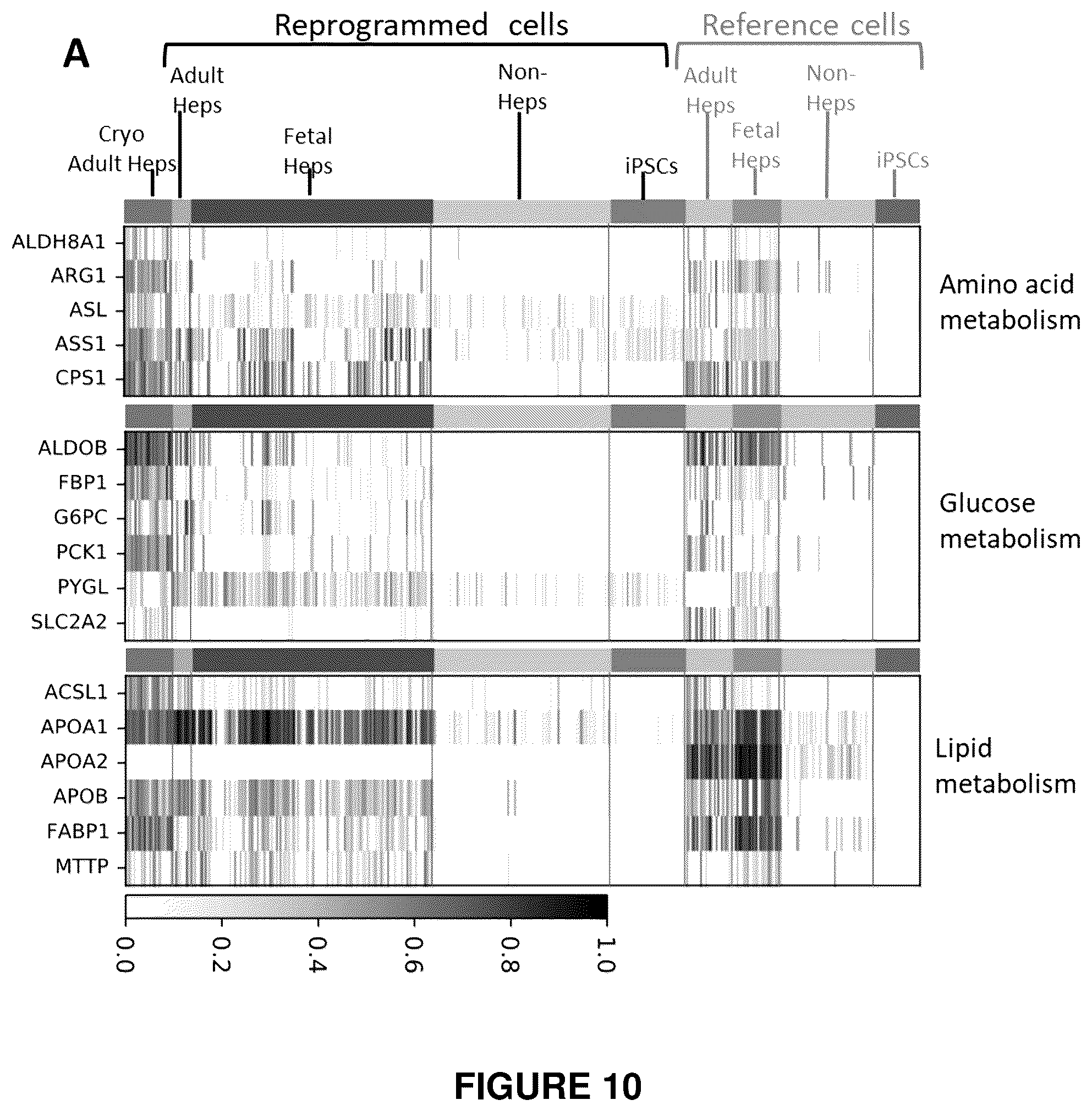 Patent US12410406 Figure 14 – Method of generating hepatic cells