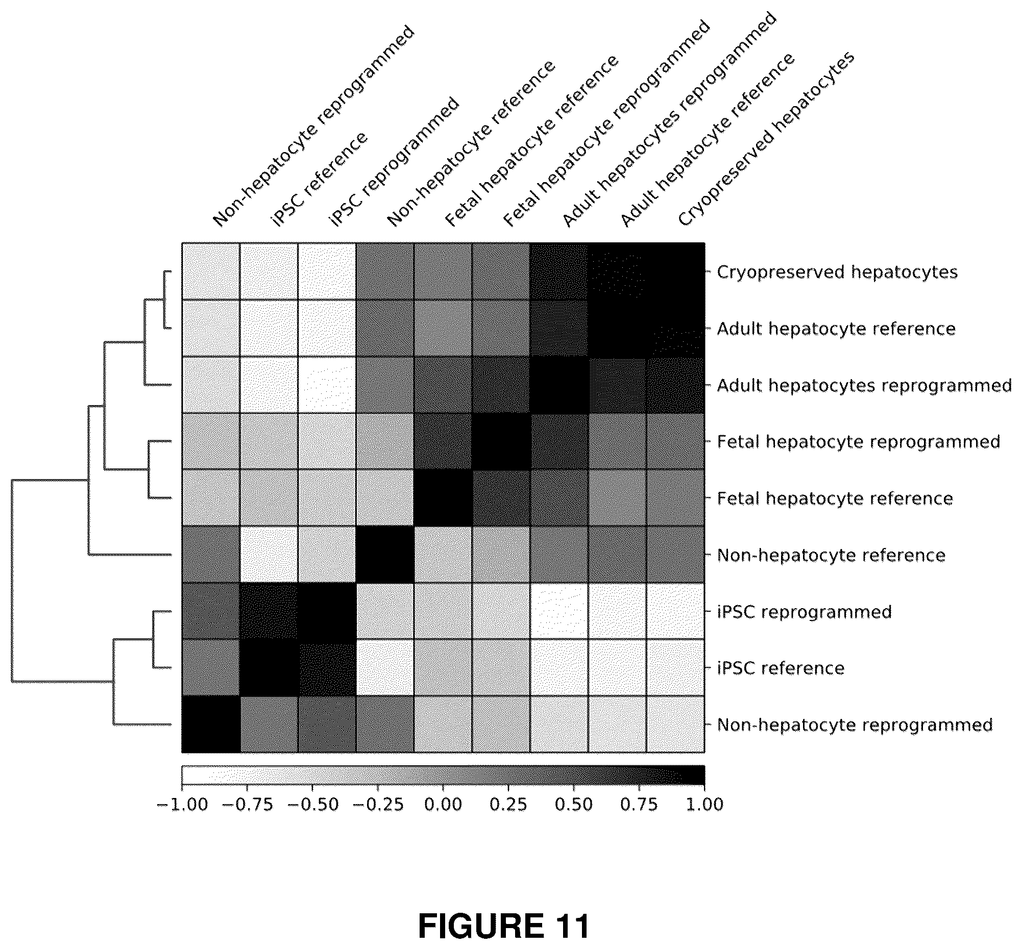 Patent US12410406 Figure 16 – Method of generating hepatic cells