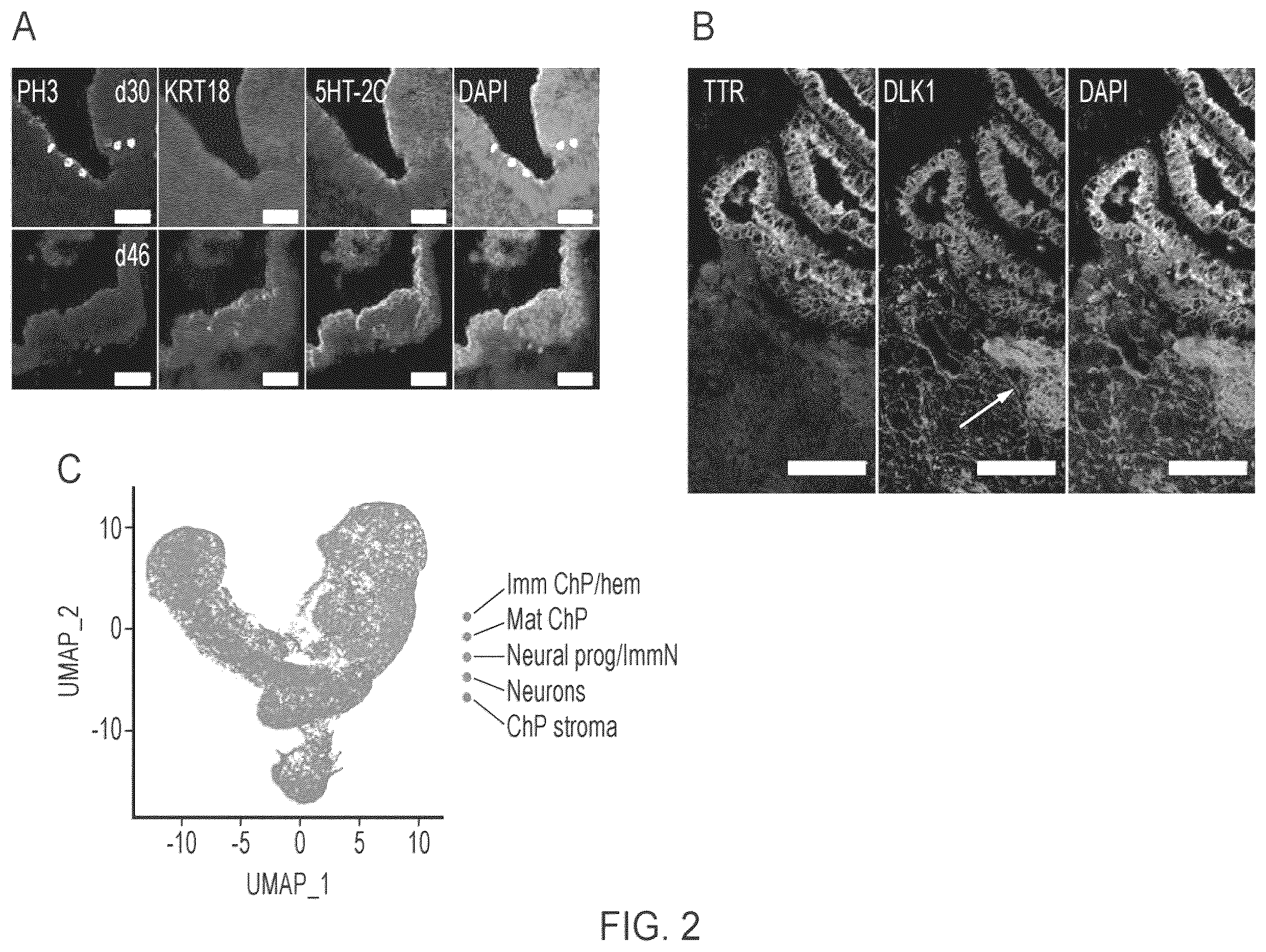 Patent US12410407 Figure 2 – Choroid plexus organoids and methods for production thereof