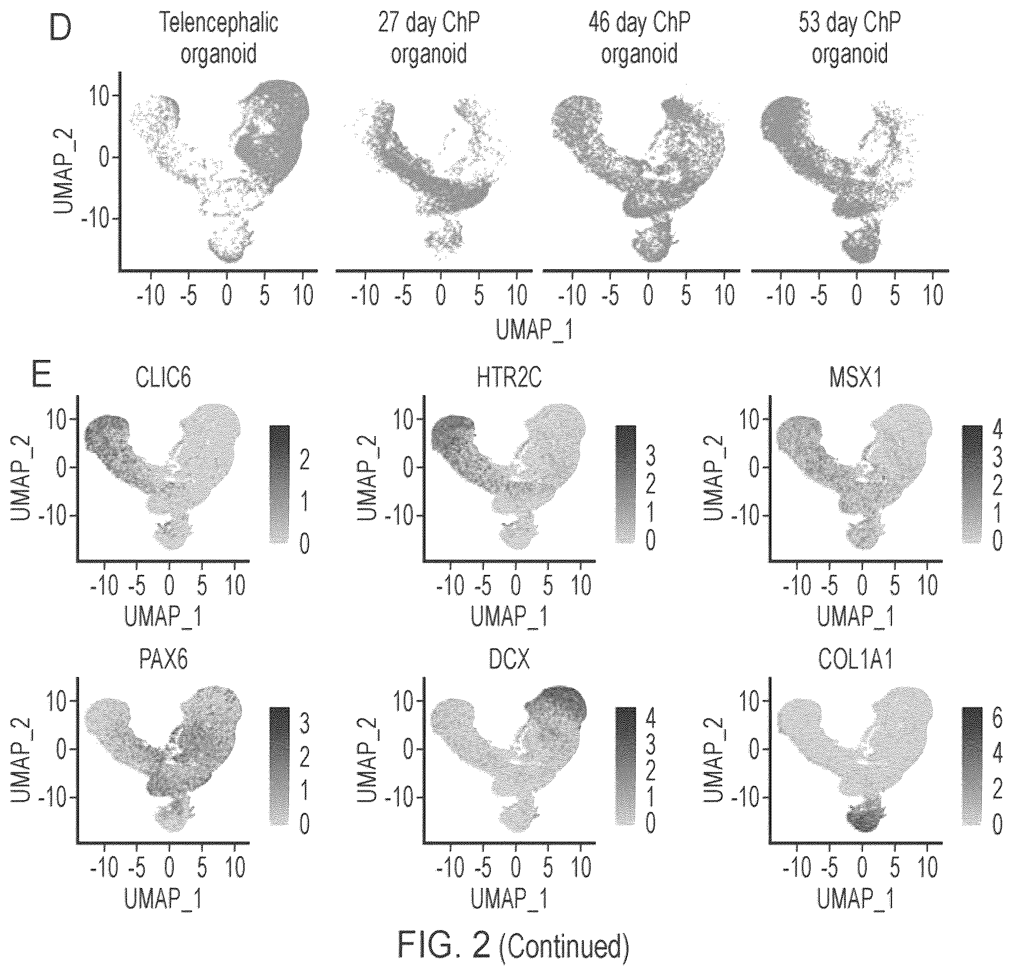 Patent US12410407 Figure 3 – Choroid plexus organoids and methods for production thereof