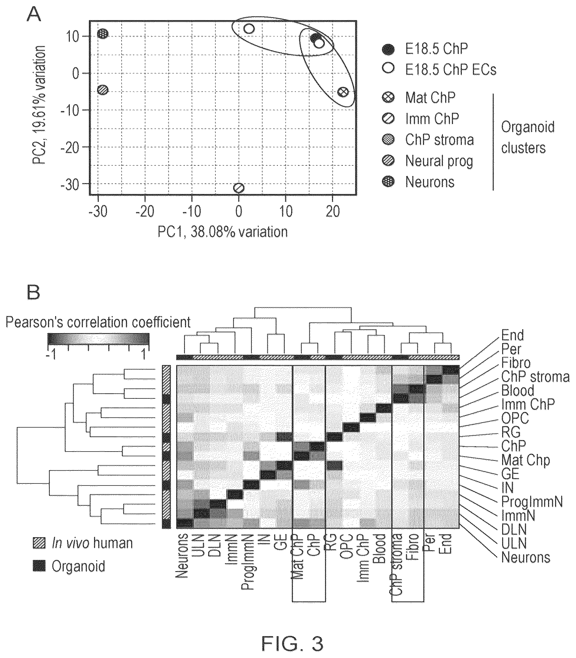 Patent US12410407 Figure 5 – Choroid plexus organoids and methods for production thereof