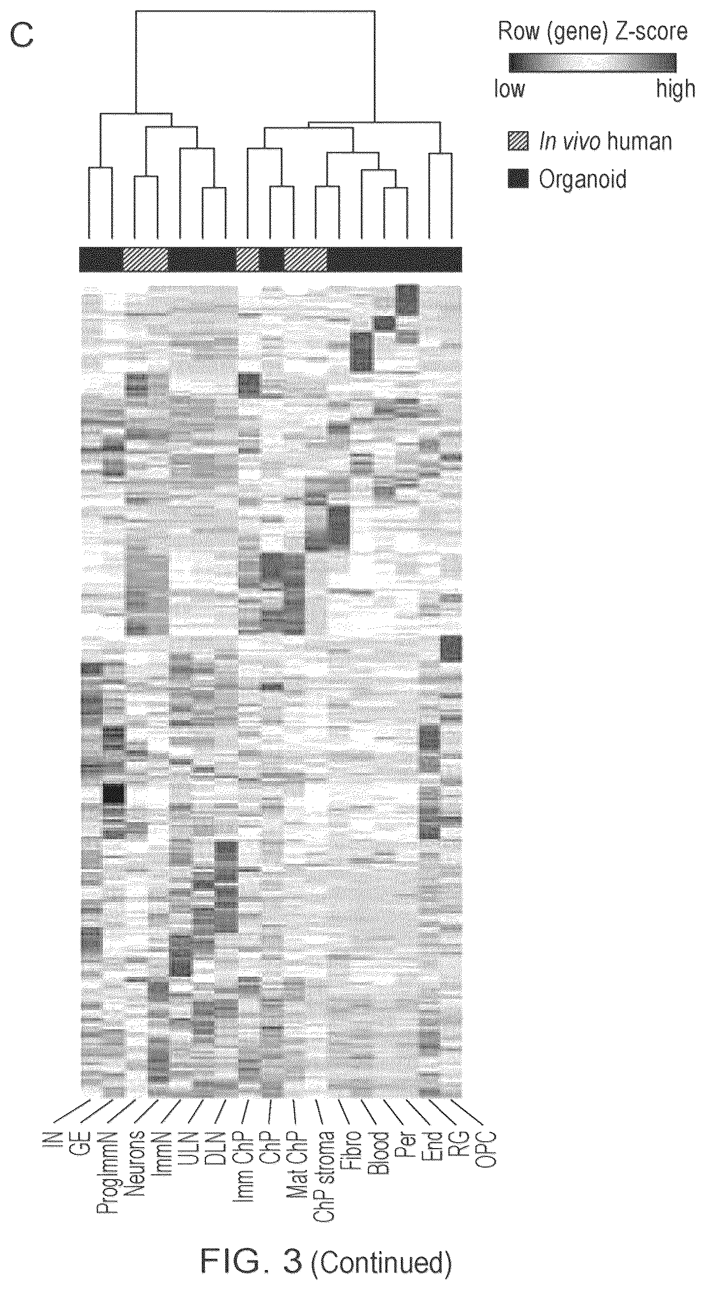 Patent US12410407 Figure 6 – Choroid plexus organoids and methods for production thereof