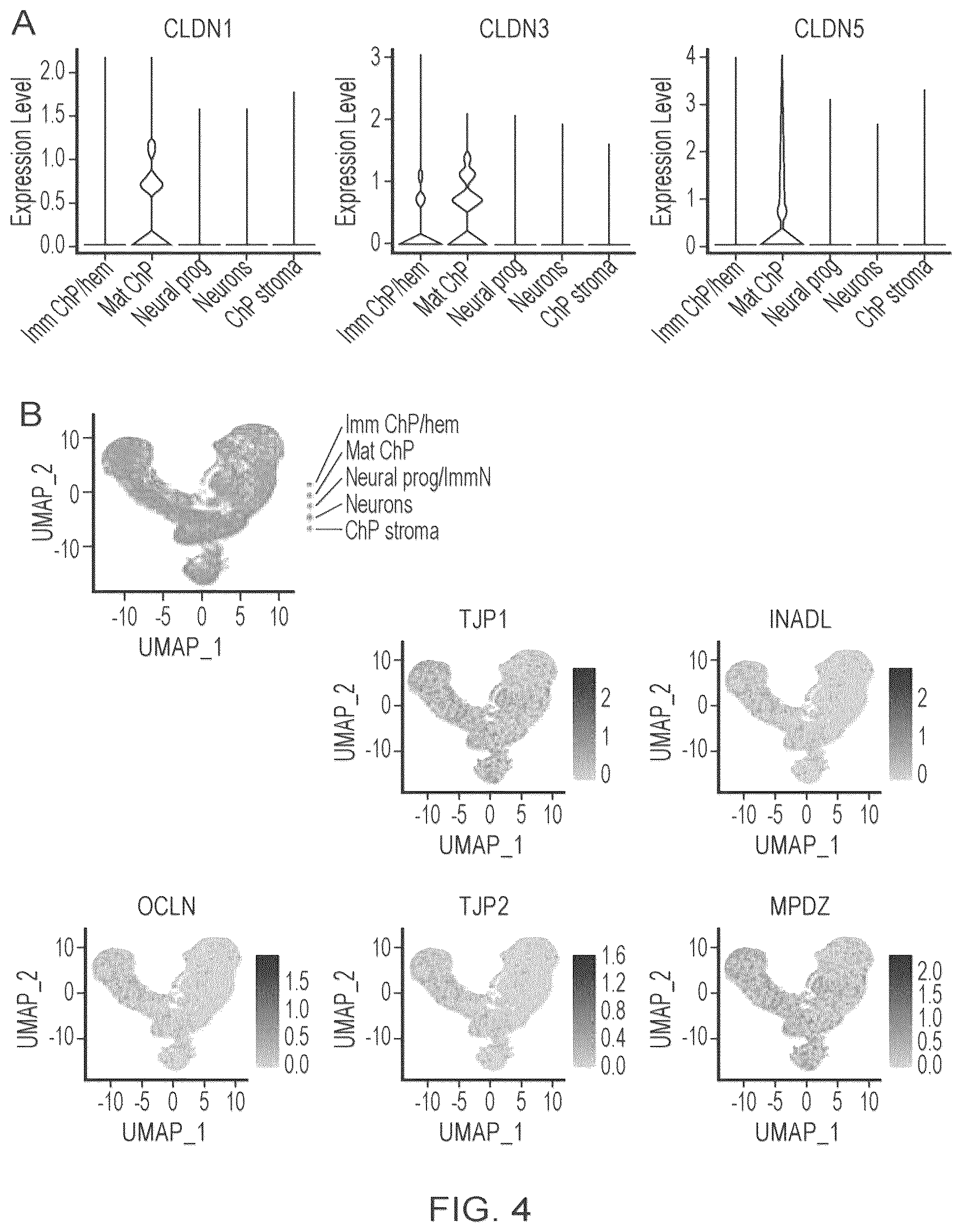 Patent US12410407 Figure 10 – Choroid plexus organoids and methods for production thereof