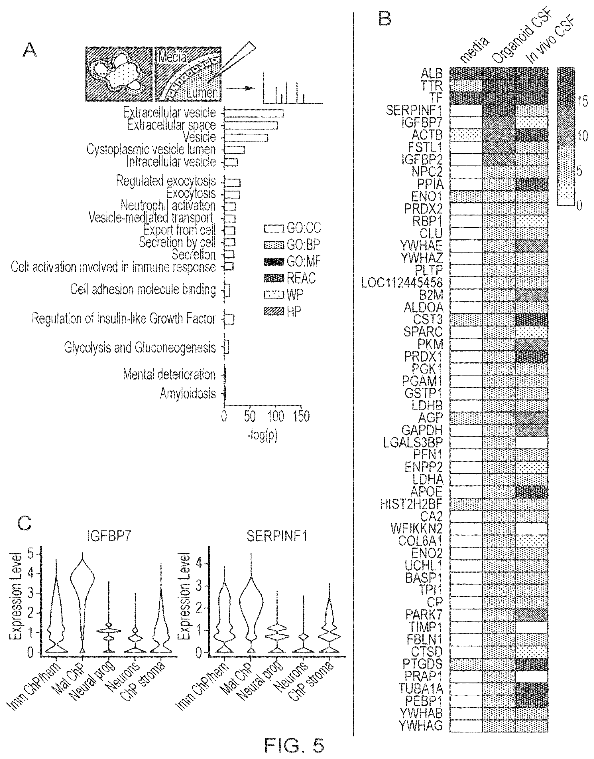 Patent US12410407 Figure 12 – Choroid plexus organoids and methods for production thereof