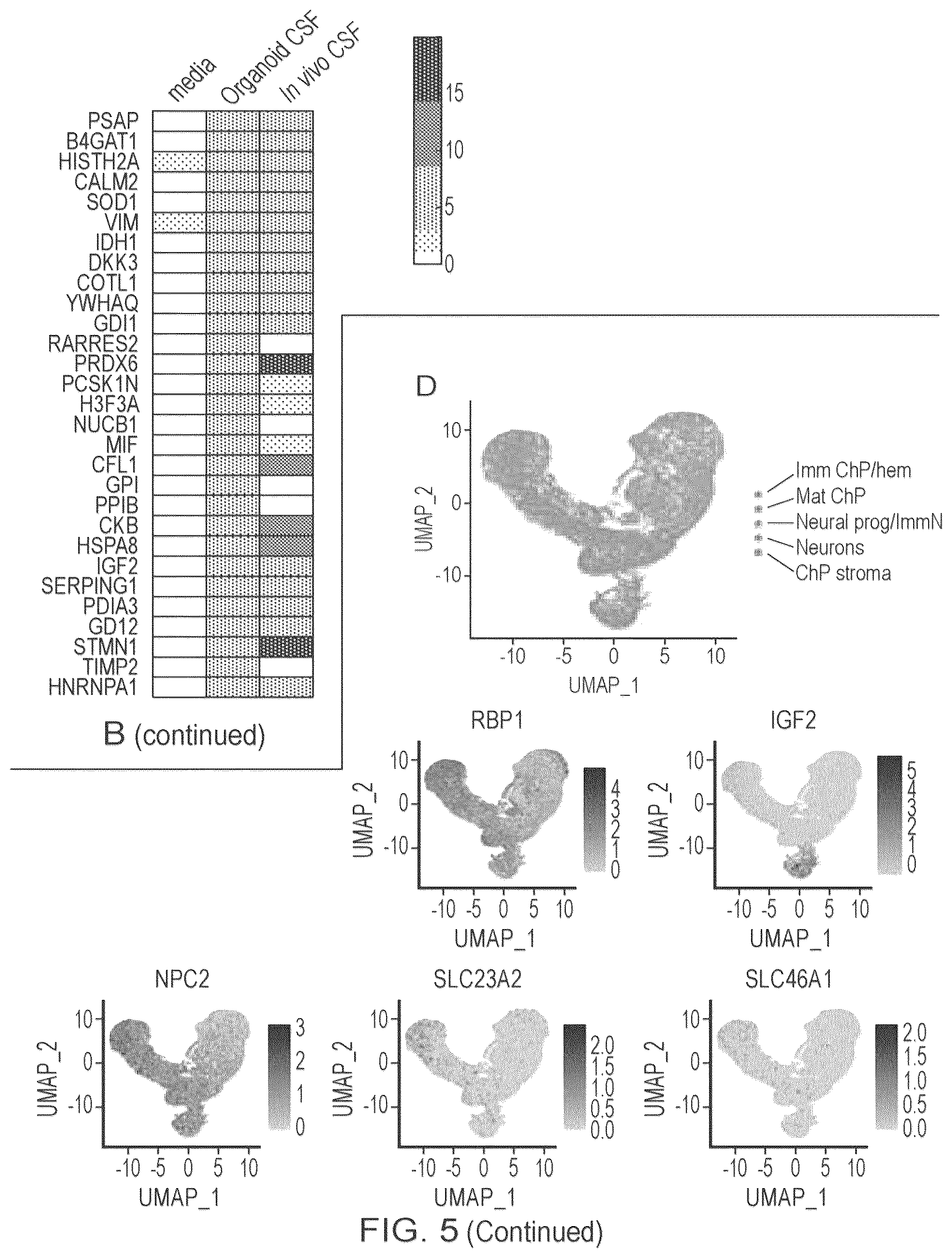 Patent US12410407 Figure 13 – Choroid plexus organoids and methods for production thereof