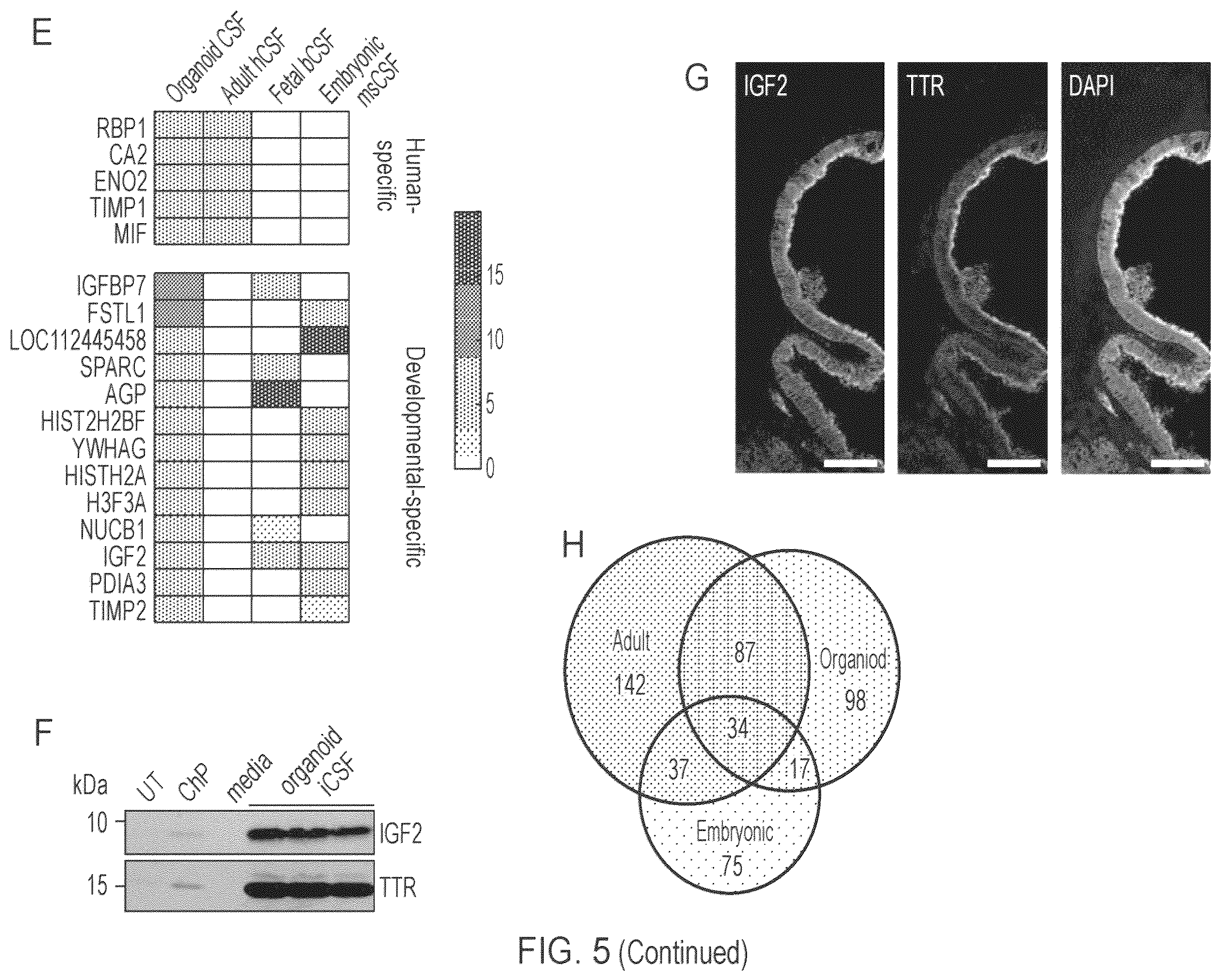 Patent US12410407 Figure 14 – Choroid plexus organoids and methods for production thereof