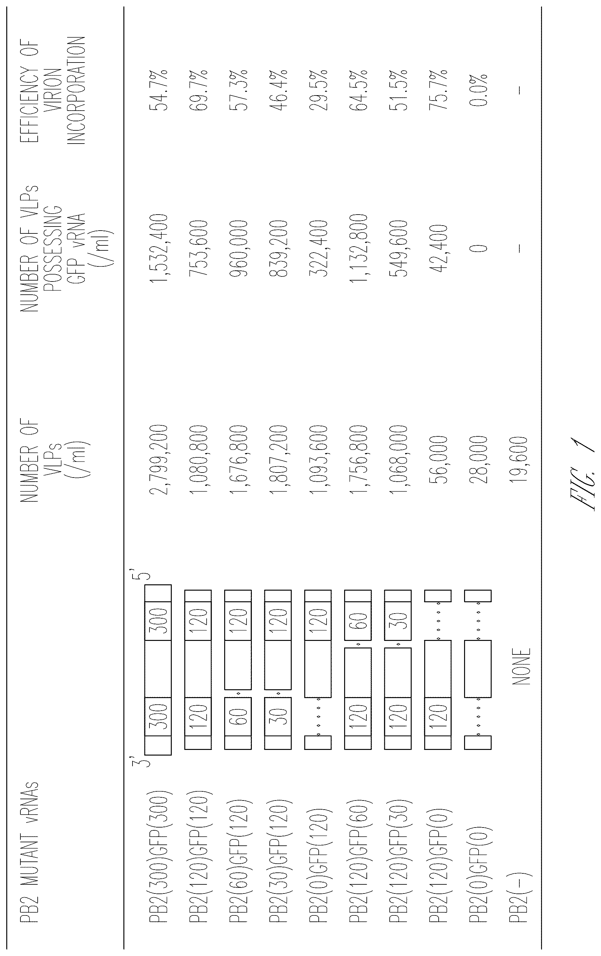 Patent US12410409 Figure 1 – Influenza viruses with mutant PB2 gene segment as live attenuated vaccines