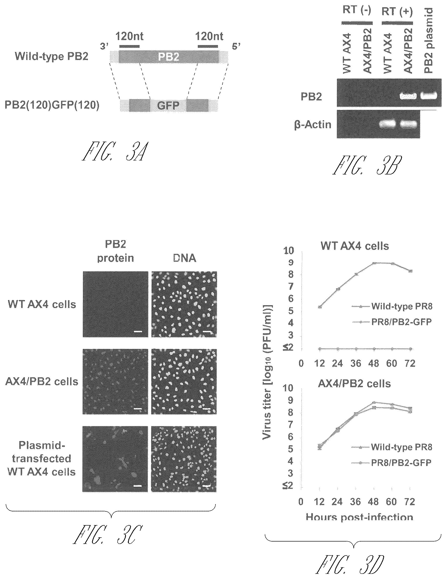 Patent US12410409 Figure 11 – Influenza viruses with mutant PB2 gene segment as live attenuated vaccines