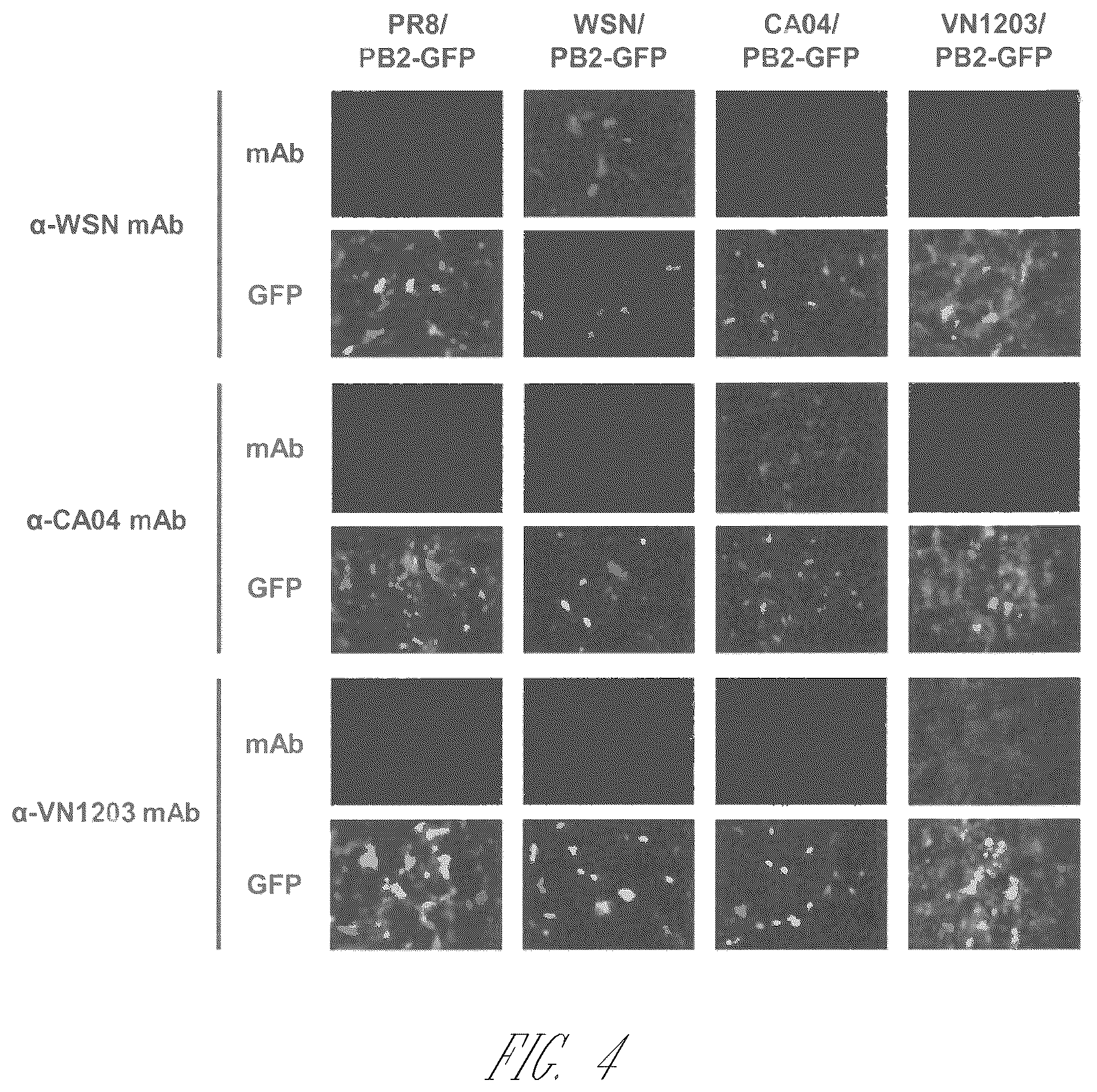 Patent US12410409 Figure 12 – Influenza viruses with mutant PB2 gene segment as live attenuated vaccines