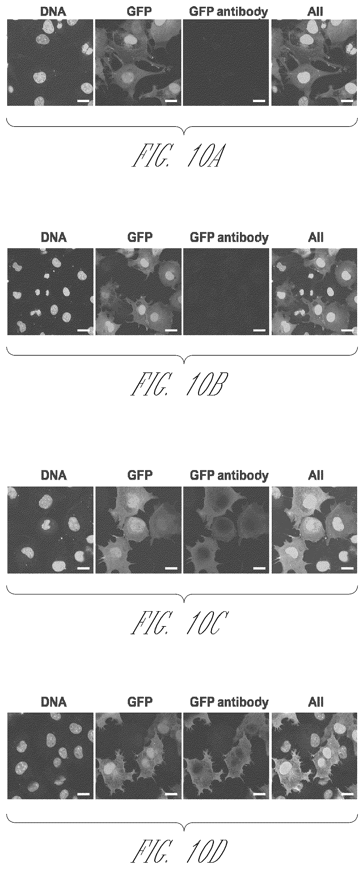 Patent US12410409 Figure 19 – Influenza viruses with mutant PB2 gene segment as live attenuated vaccines