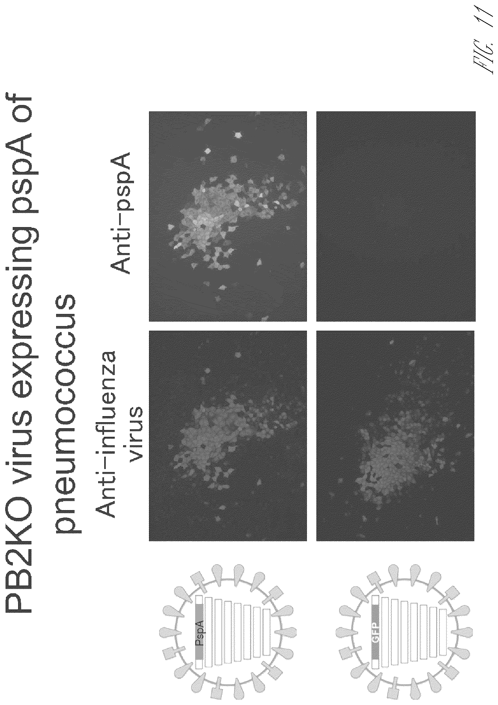 Patent US12410409 Figure 20 – Influenza viruses with mutant PB2 gene segment as live attenuated vaccines