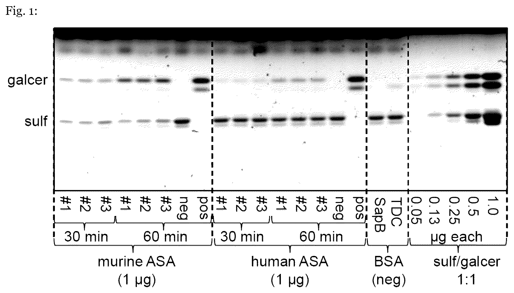 Patent US12410415 — Mutated arylsulfatase a — Figure 1