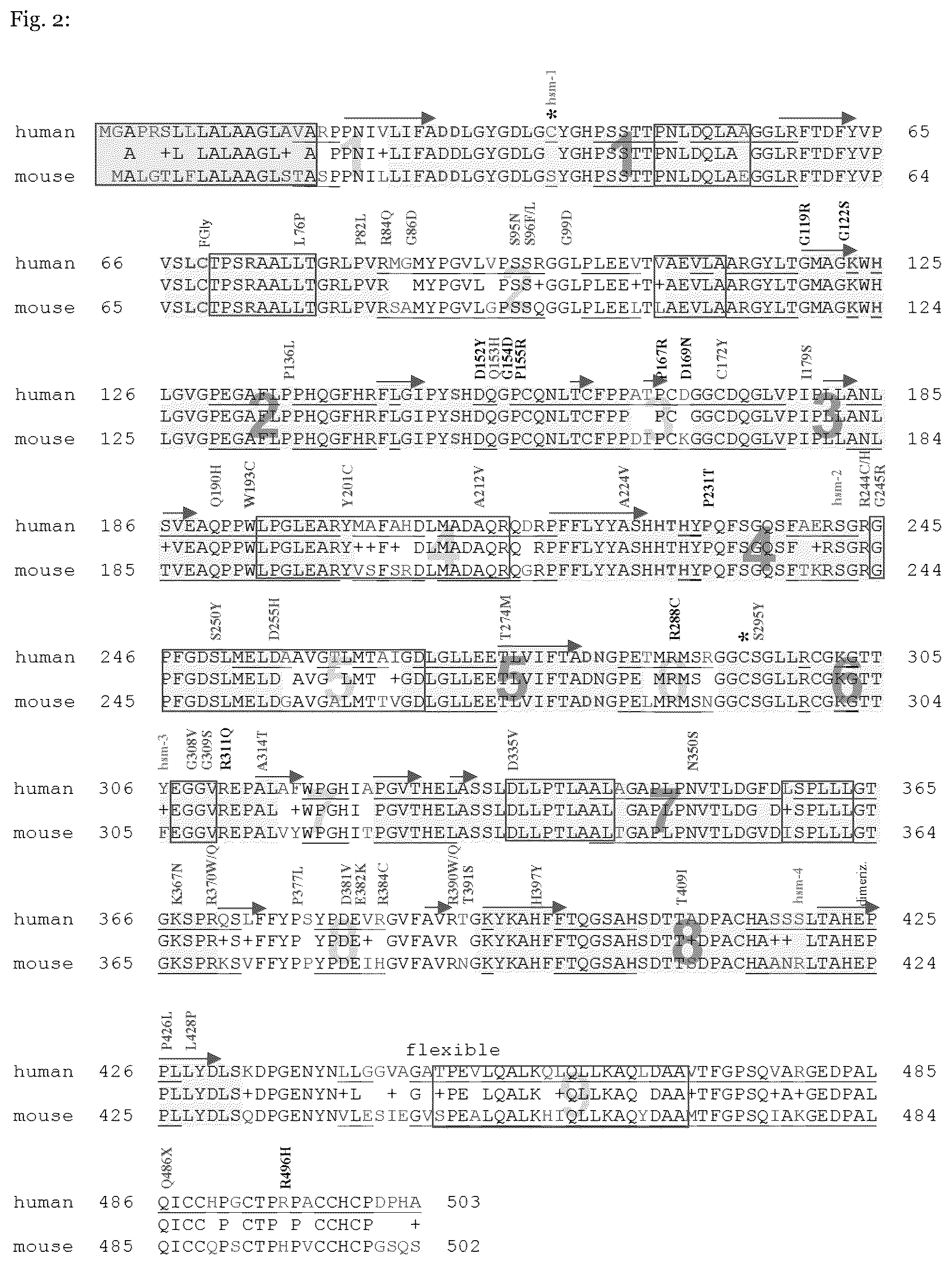 Patent US12410415 Figure 2 – Mutated arylsulfatase a