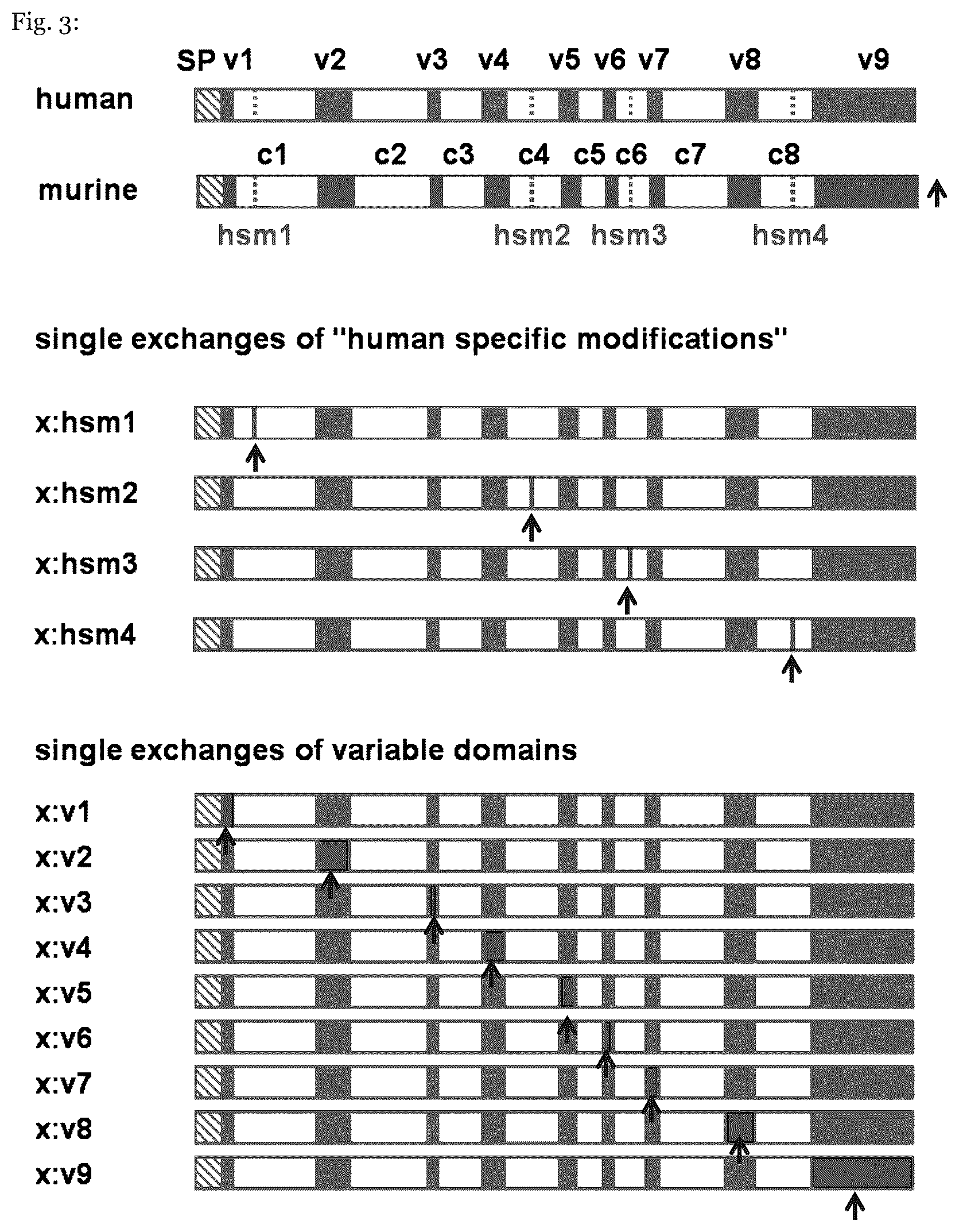 Patent US12410415 Figure 3 – Mutated arylsulfatase a