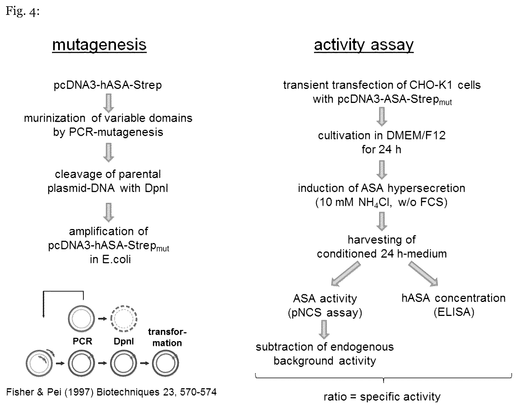 Patent US12410415 Figure 4 – Mutated arylsulfatase a
