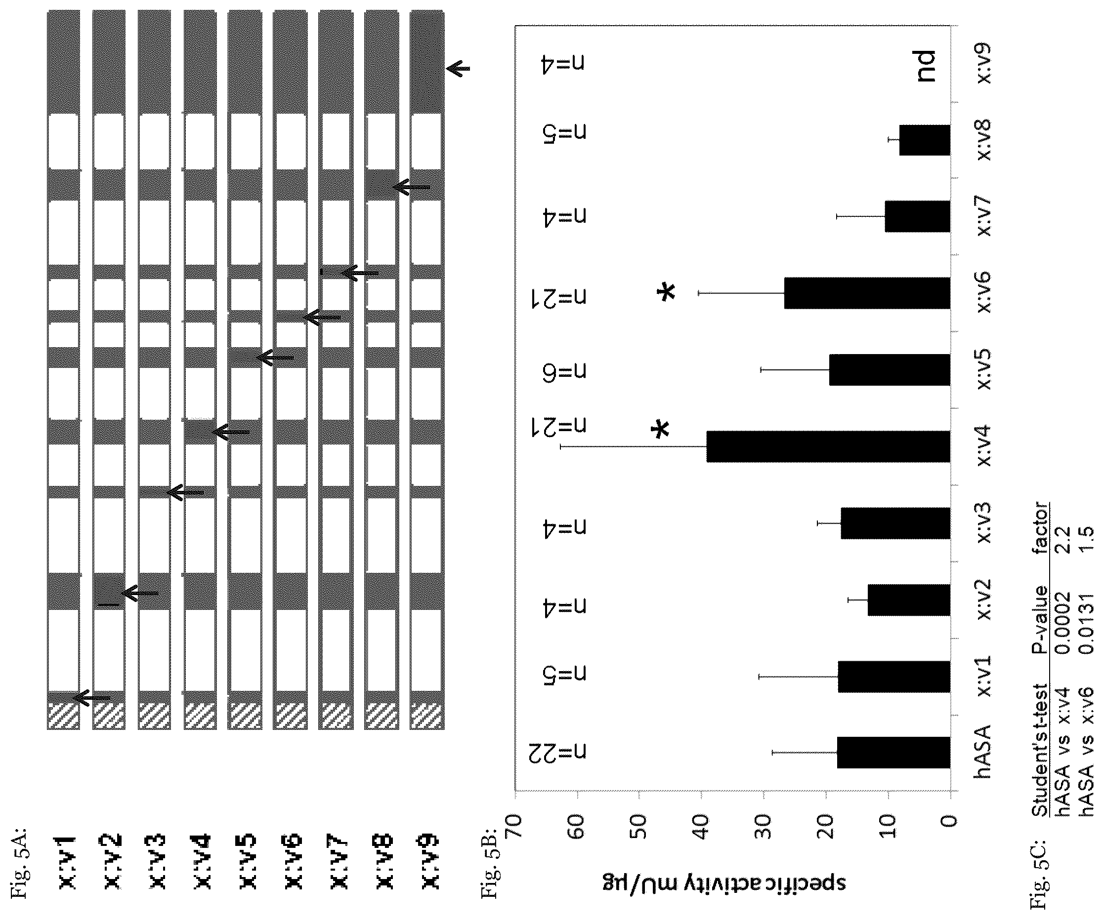 Patent US12410415 Figure 5 – Mutated arylsulfatase a