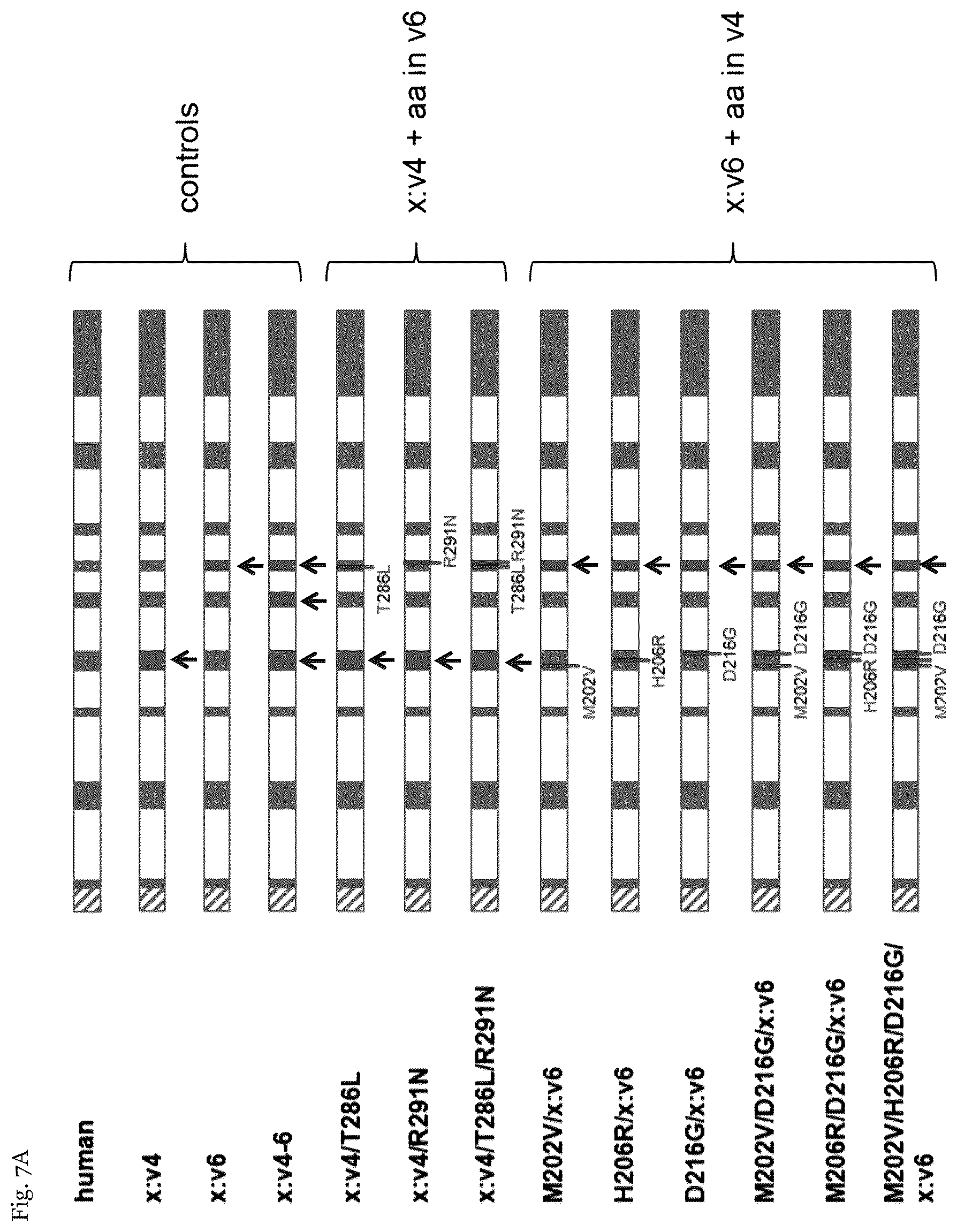 Patent US12410415 Figure 7 – Mutated arylsulfatase a