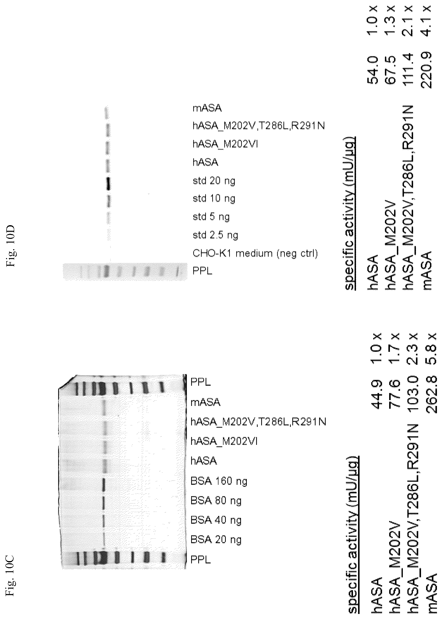 Patent US12410415 Figure 12 – Mutated arylsulfatase a