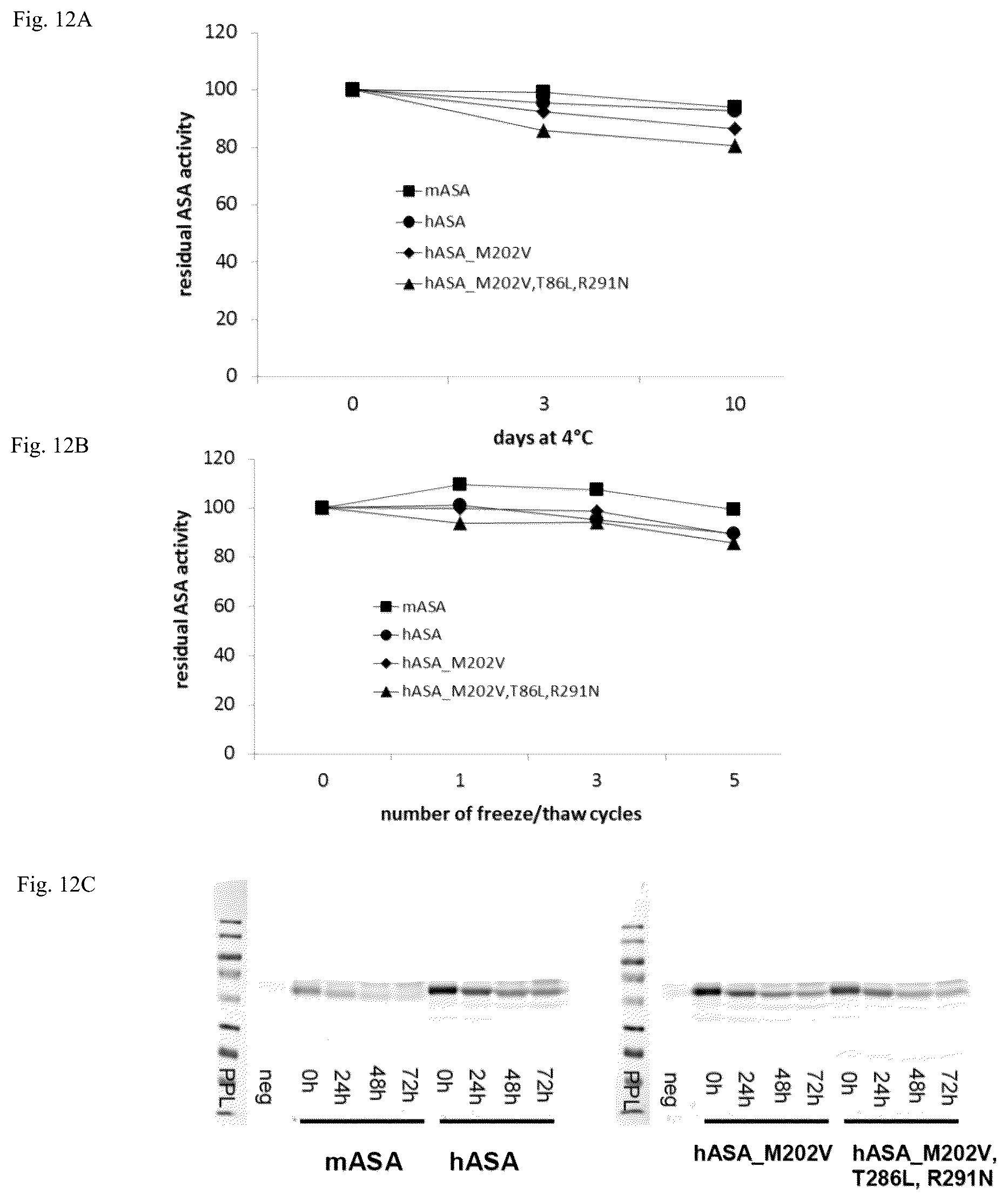 Patent US12410415 Figure 14 – Mutated arylsulfatase a
