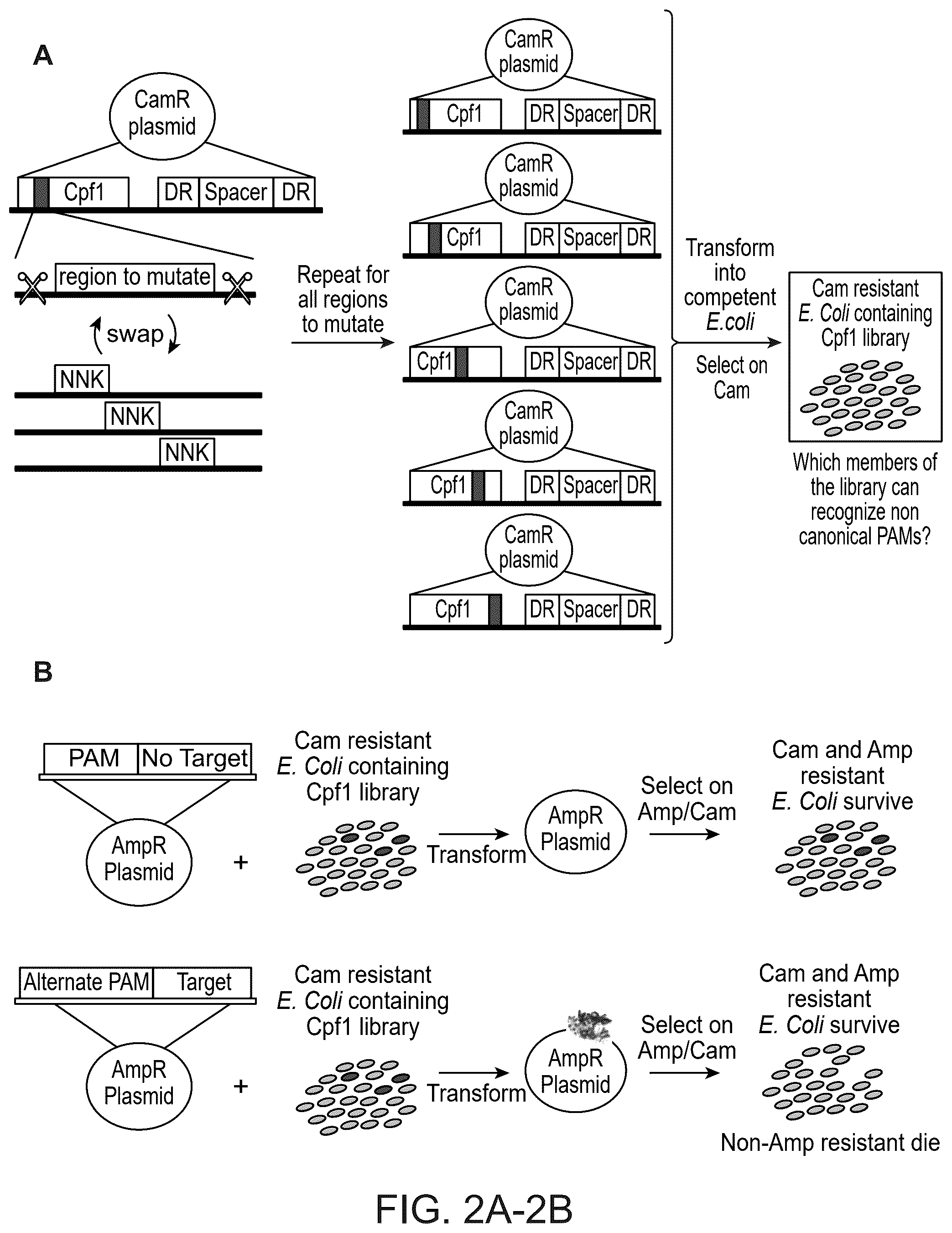 Patent US12410416 Figure 2 – CRISPR enzymes and systems with modified pam specificity