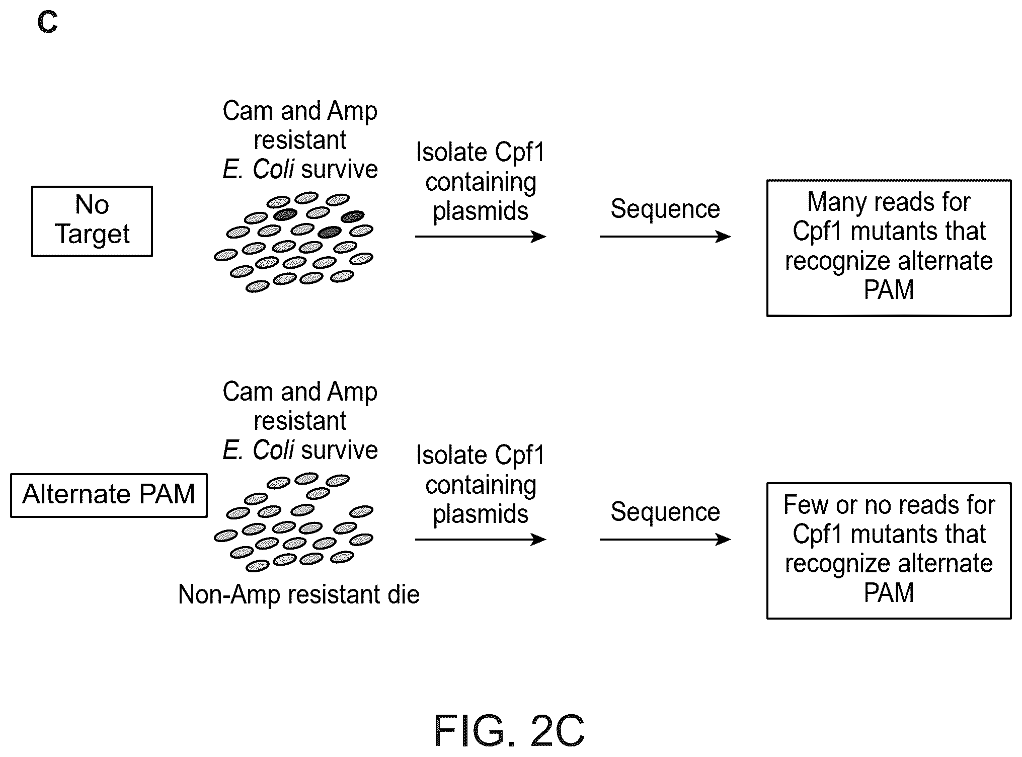 Patent US12410416 Figure 3 – CRISPR enzymes and systems with modified pam specificity