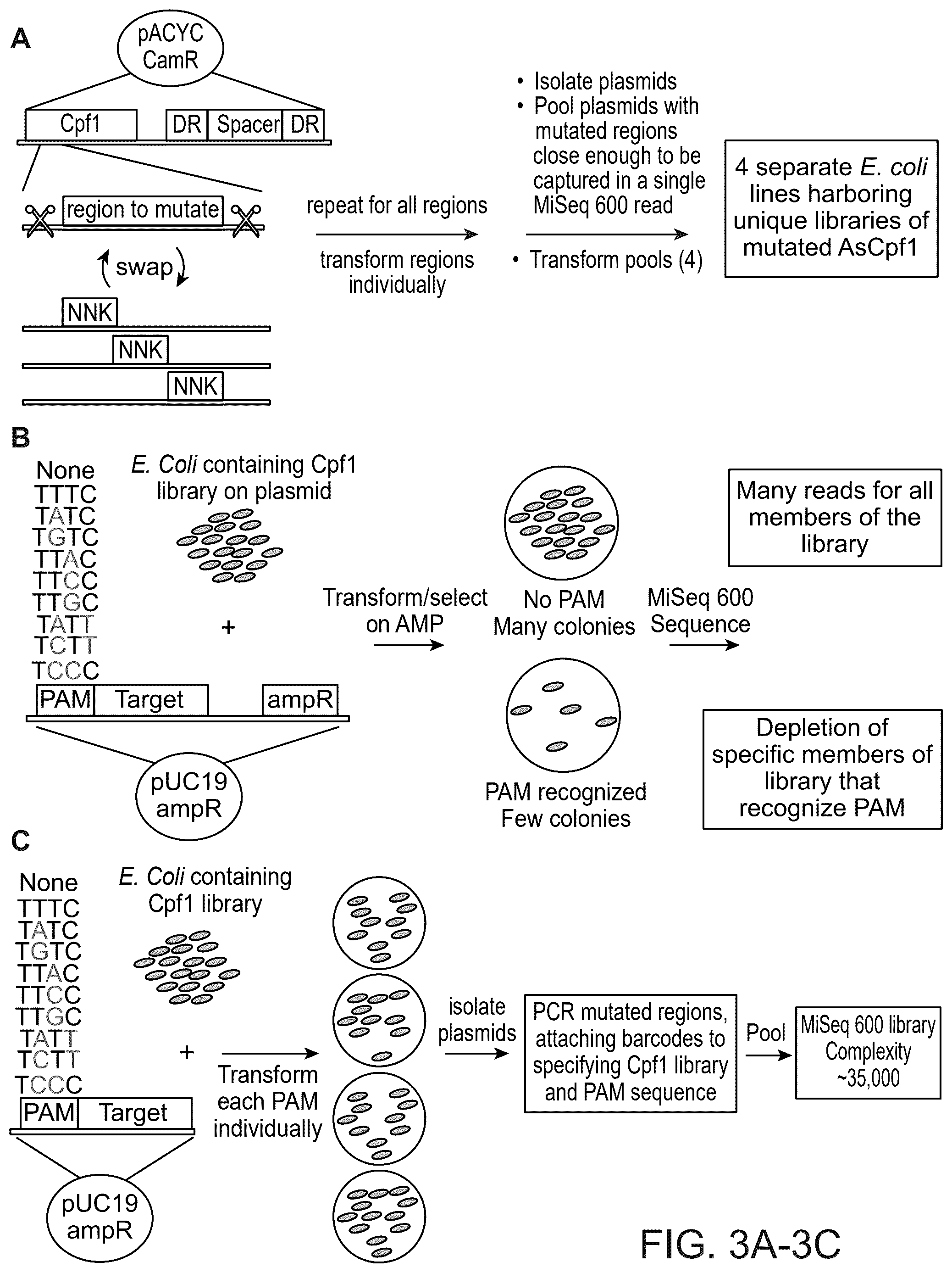 Patent US12410416 Figure 4 – CRISPR enzymes and systems with modified pam specificity
