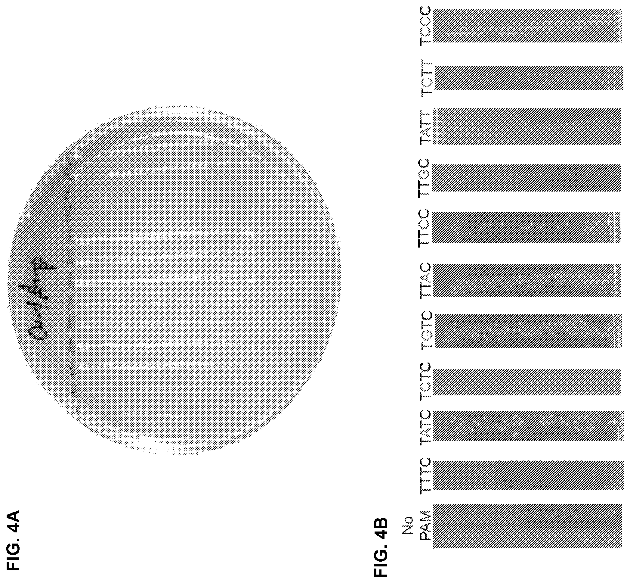 Patent US12410416 Figure 5 – CRISPR enzymes and systems with modified pam specificity