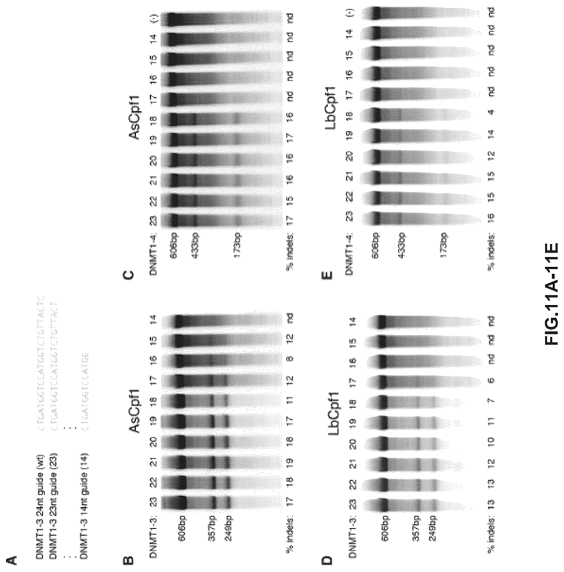 Patent US12410416 Figure 14 – CRISPR enzymes and systems with modified pam specificity
