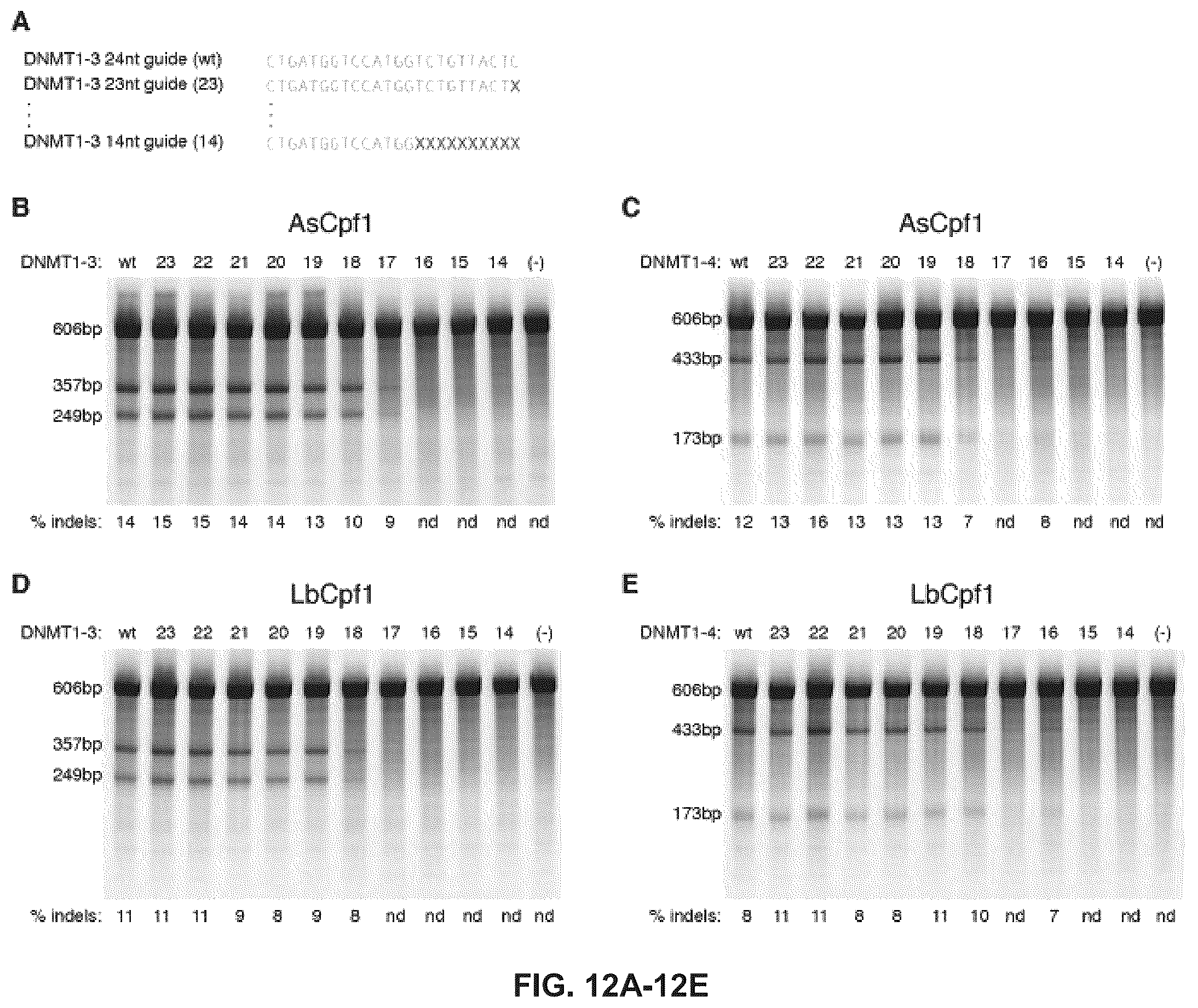 Patent US12410416 Figure 15 – CRISPR enzymes and systems with modified pam specificity
