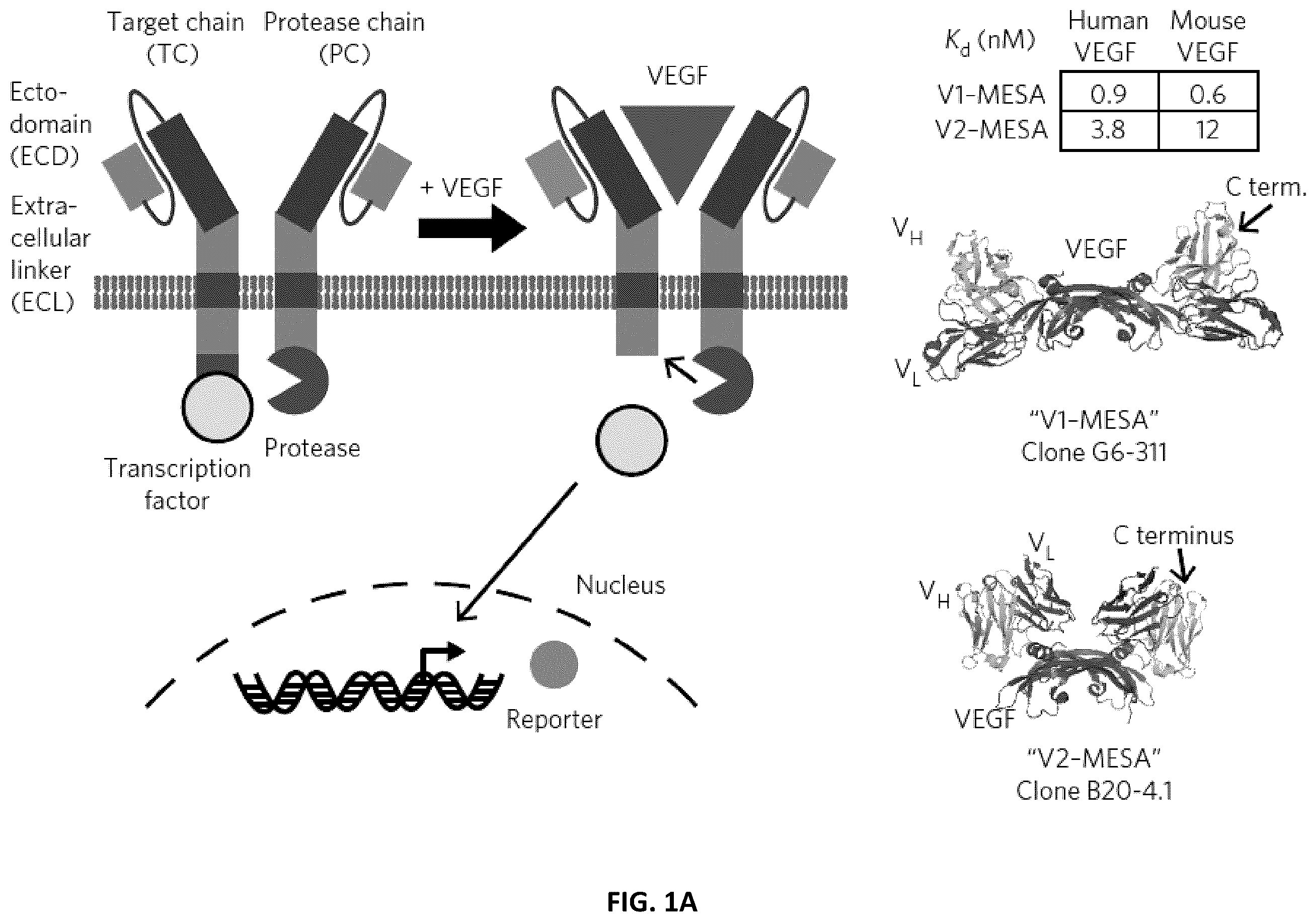Patent US12410417 — Modular extracellular sensor architecture for regulating genes — Figure 1