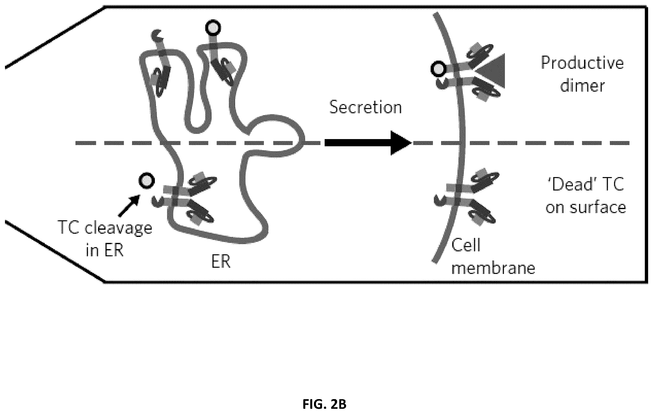 Patent US12410417 Figure 7 – Modular extracellular sensor architecture for regulating genes