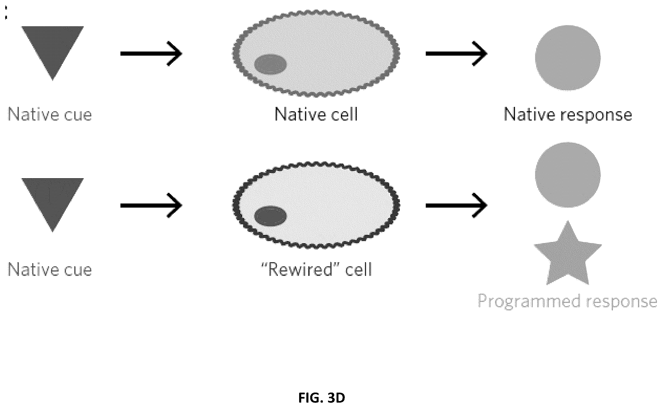 Patent US12410417 Figure 15 – Modular extracellular sensor architecture for regulating genes