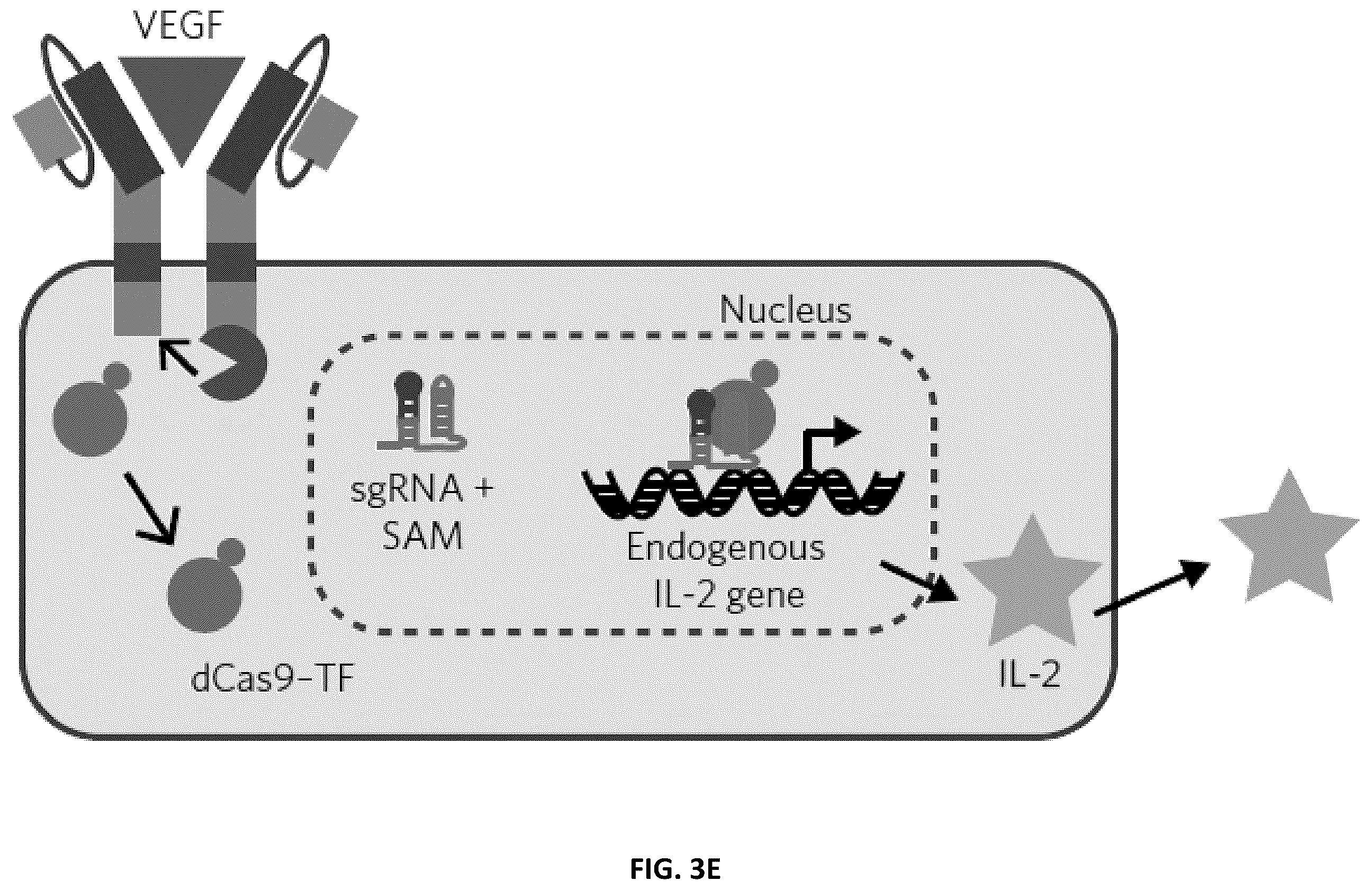 Patent US12410417 Figure 16 – Modular extracellular sensor architecture for regulating genes