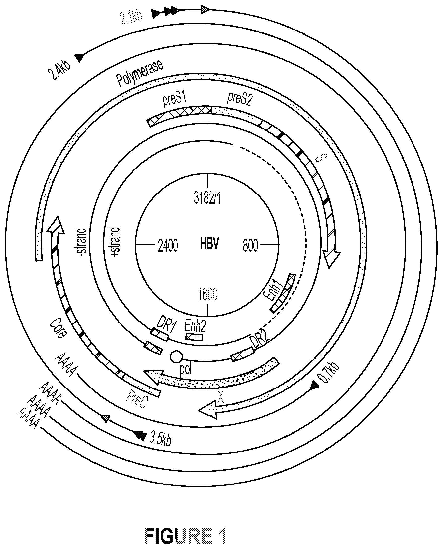 Patent US12410418 Figure 1 – Optimized engineered meganucleases having specificity for a recognition sequence in the Hepatitis B virus genome