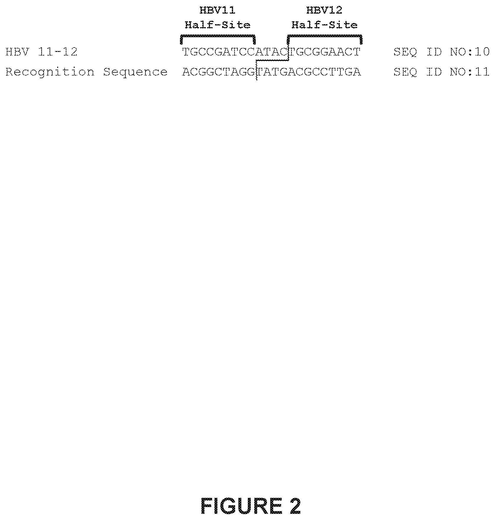 Patent US12410418 Figure 2 – Optimized engineered meganucleases having specificity for a recognition sequence in the Hepatitis B virus genome